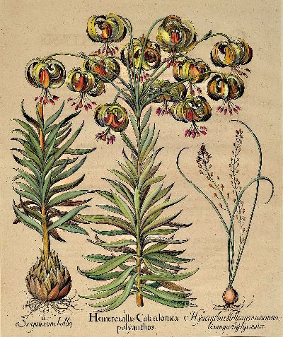 27041243a - Basilius Besler, 1561-1929 Nürnberg: 2 Kupferstiche aus Hortus Eystettensis, wohl ...