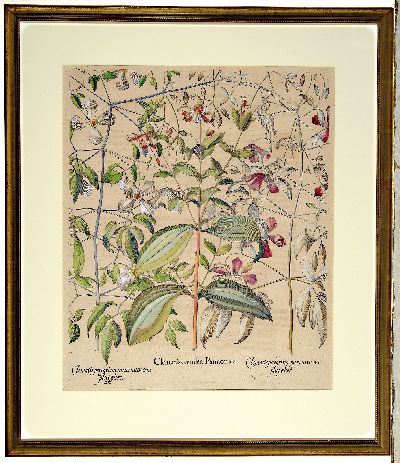 27041243k - Basilius Besler, 1561-1929 Nürnberg: 2 Kupferstiche aus Hortus Eystettensis, wohl ...