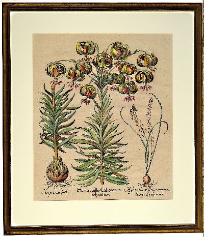 27041243l - Basilius Besler, 1561-1929 Nürnberg: 2 Kupferstiche aus Hortus Eystettensis, wohl ...