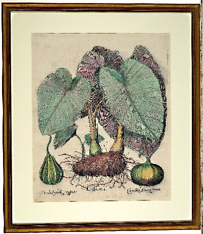 27041244k - Basilius Besler, 1561-1929 Nürnberg: 2 Kupferstiche aus Hortus Eystettensis, wohl ...