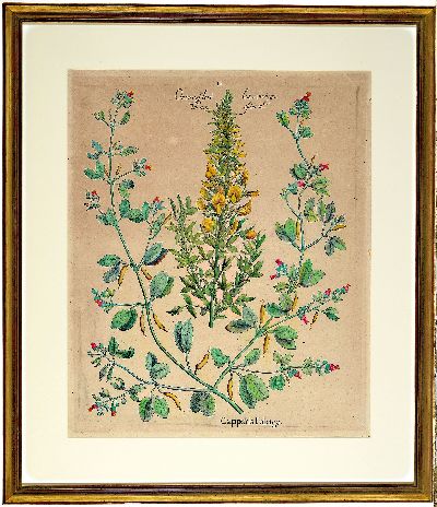 27041244l - Basilius Besler, 1561-1929 Nürnberg: 2 Kupferstiche aus Hortus Eystettensis, wohl ...