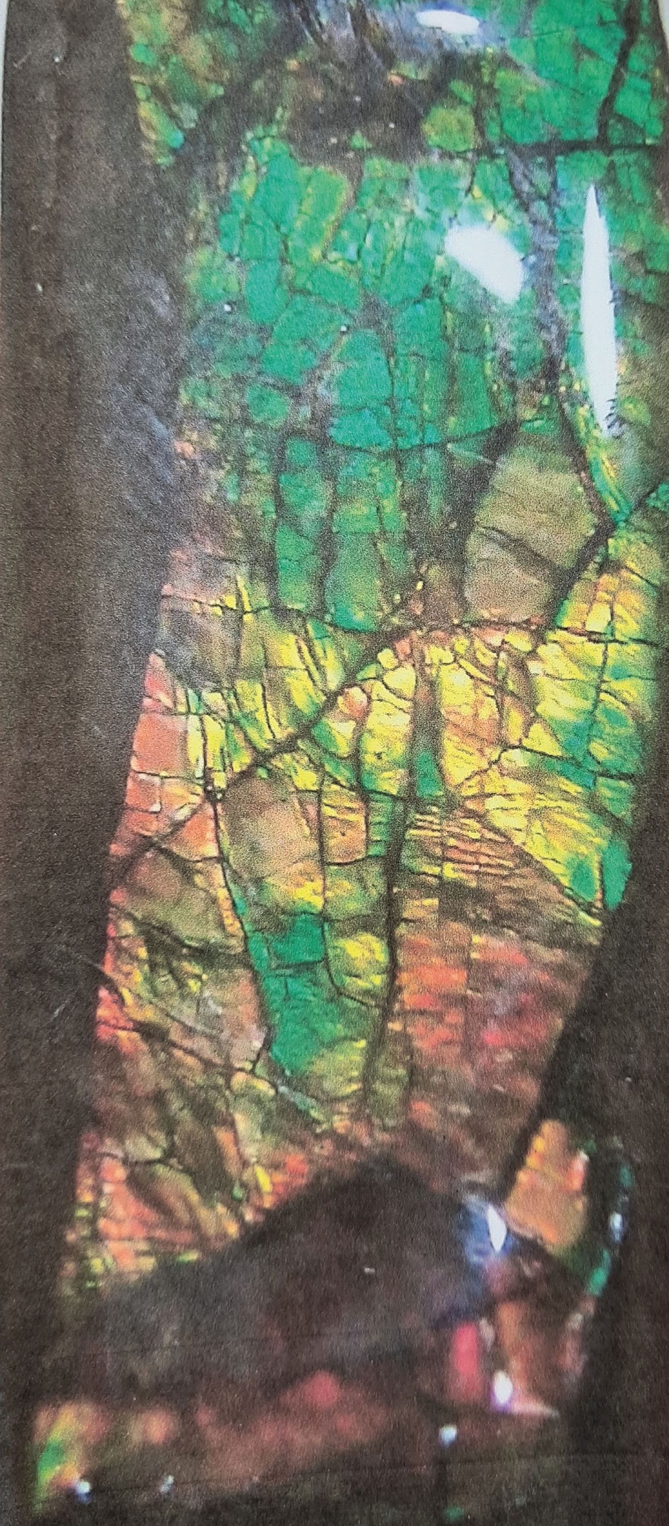Detail b: Ammonit Placenticeras, Stein biogenen Ursprungs, Alberta/Kanada, stammt aus der versteinerten Schale einer Ammonitenart, sehr seltener Schmuckstein ...