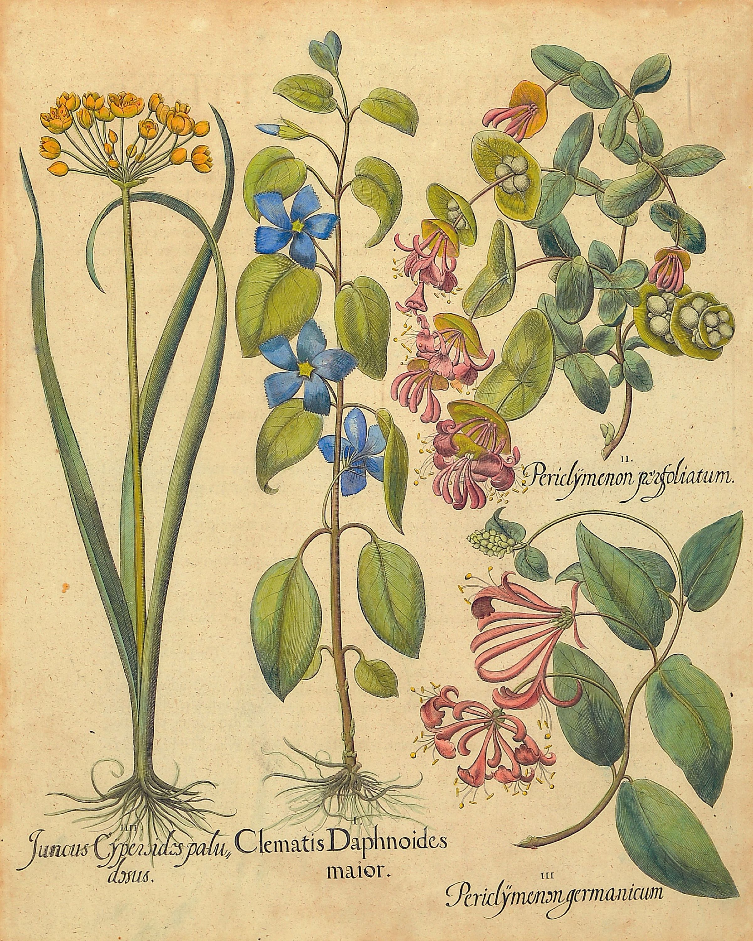 Image 27044562 - 4 Kupferstiche aus Hortus Eystettensis, Basilius Besler (1561-1629), Tulipa Serotina ...