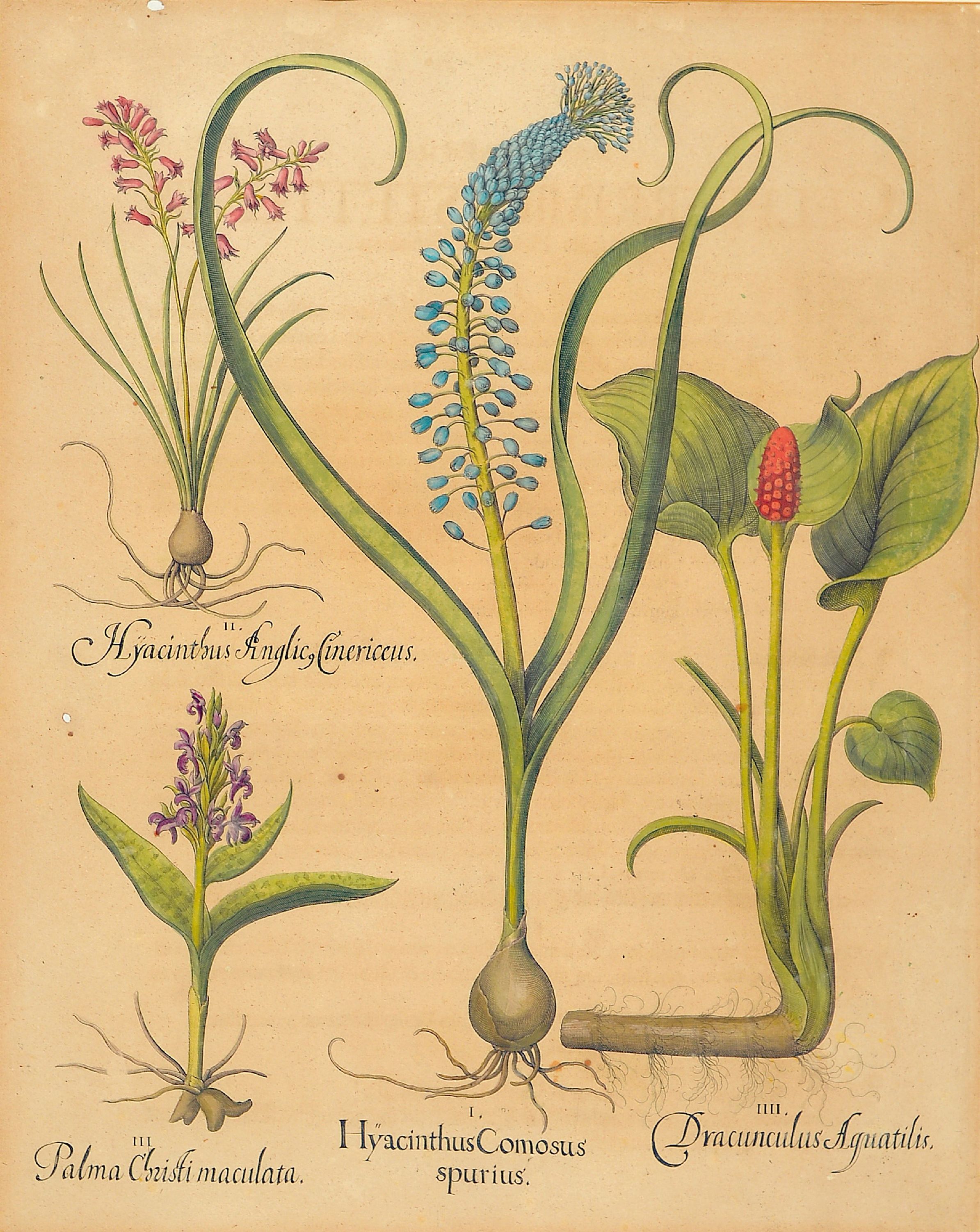 Detail a: 4 Kupferstiche aus Hortus Eystettensis, Basilius Besler (1561-1629), Tulipa Serotina stellata, ca. 52x42cm, PP, u.Gl., R. ca. 69x 58cm, Flos Cheyri ...