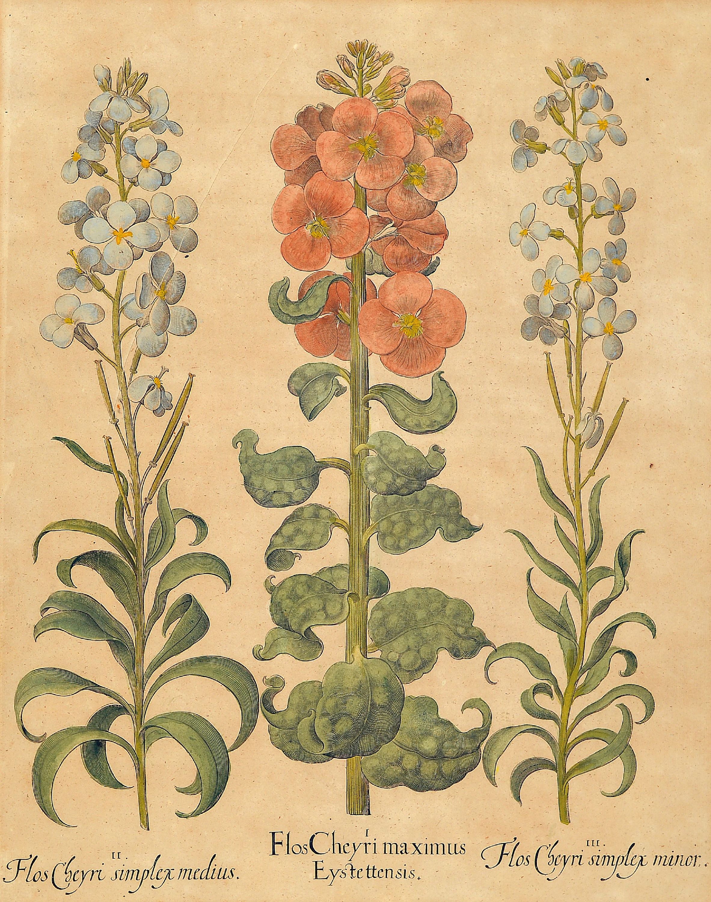 Detail b: 4 Kupferstiche aus Hortus Eystettensis, Basilius Besler (1561-1629), Tulipa Serotina stellata, ca. 52x42cm, PP, u.Gl., R. ca. 69x 58cm, Flos Cheyri ...