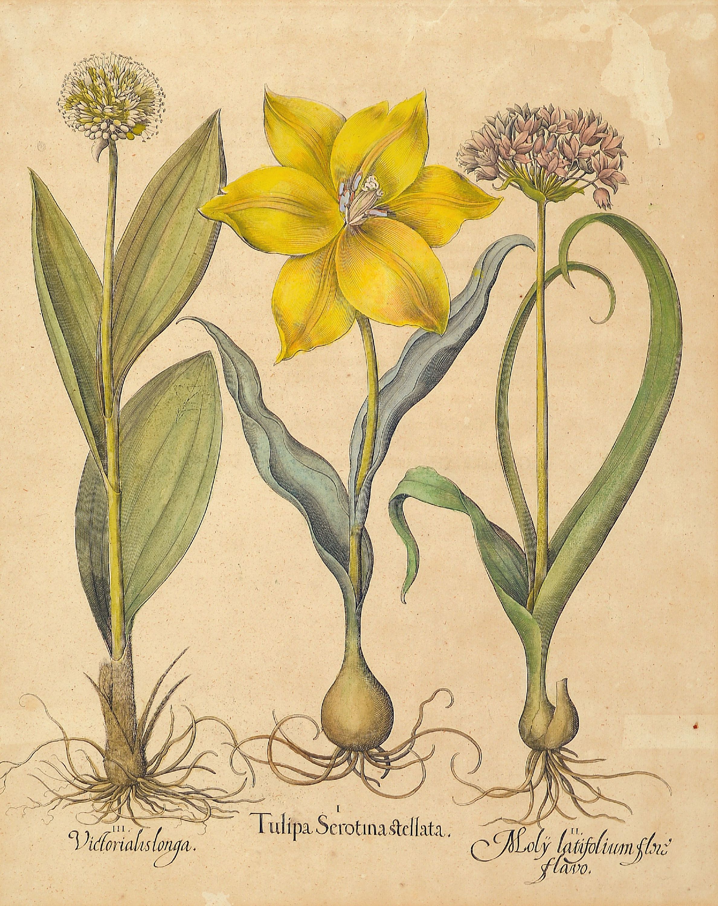 Detail c: 4 Kupferstiche aus Hortus Eystettensis, Basilius Besler (1561-1629), Tulipa Serotina stellata, ca. 52x42cm, PP, u.Gl., R. ca. 69x 58cm, Flos Cheyri ...