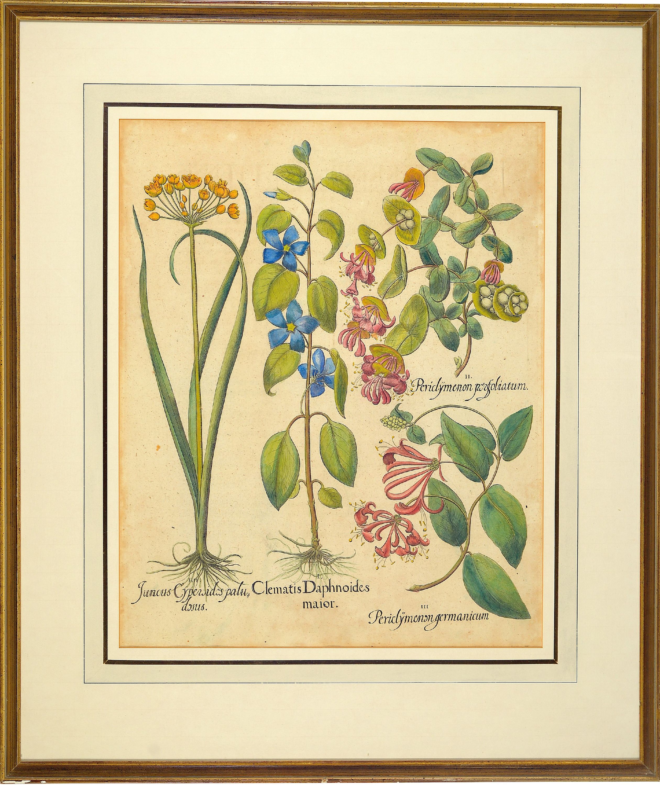 Detail k: 4 Kupferstiche aus Hortus Eystettensis, Basilius Besler (1561-1629), Tulipa Serotina stellata, ca. 52x42cm, PP, u.Gl., R. ca. 69x 58cm, Flos Cheyri ...