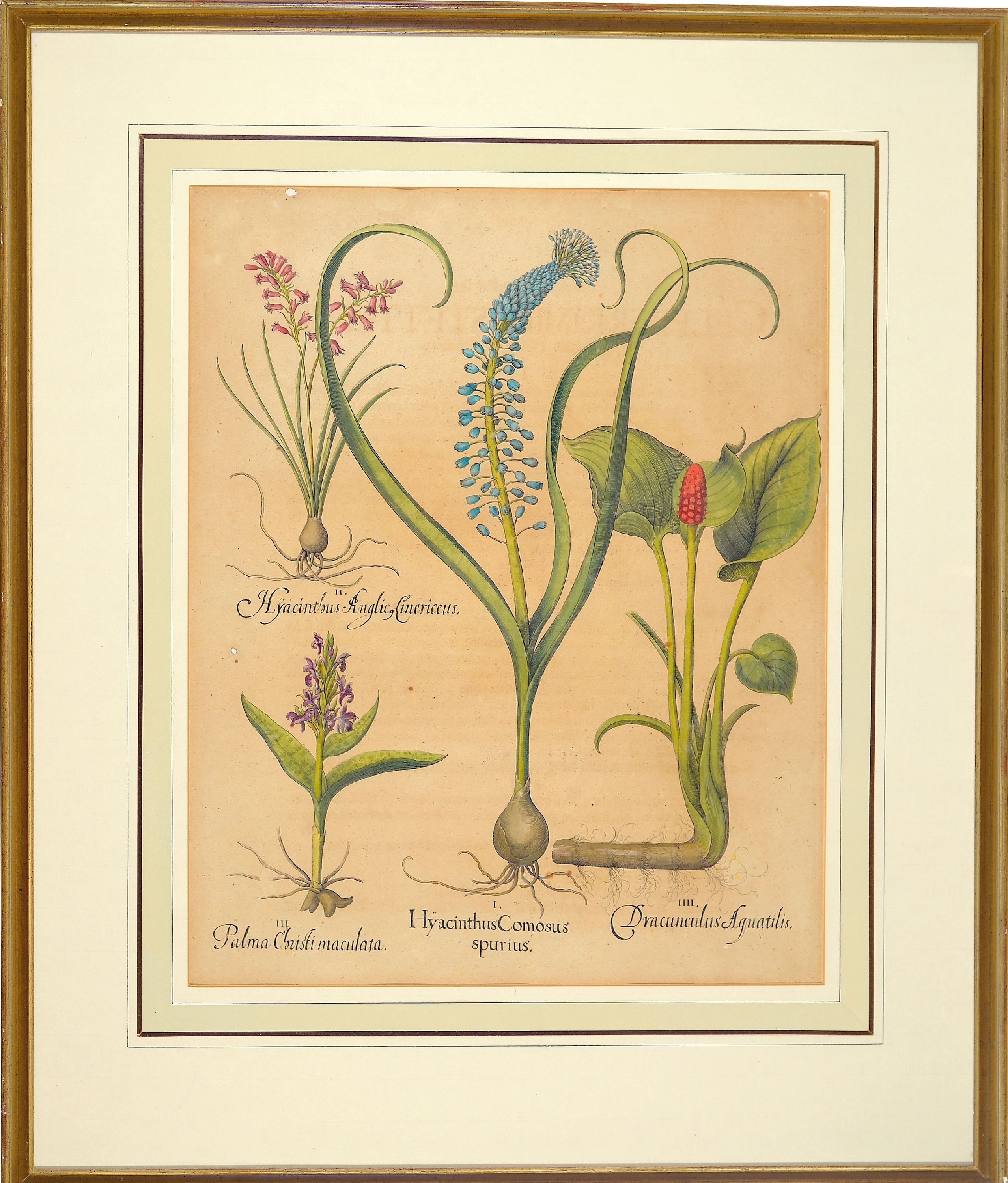 Detail l: 4 Kupferstiche aus Hortus Eystettensis, Basilius Besler (1561-1629), Tulipa Serotina stellata, ca. 52x42cm, PP, u.Gl., R. ca. 69x 58cm, Flos Cheyri ...