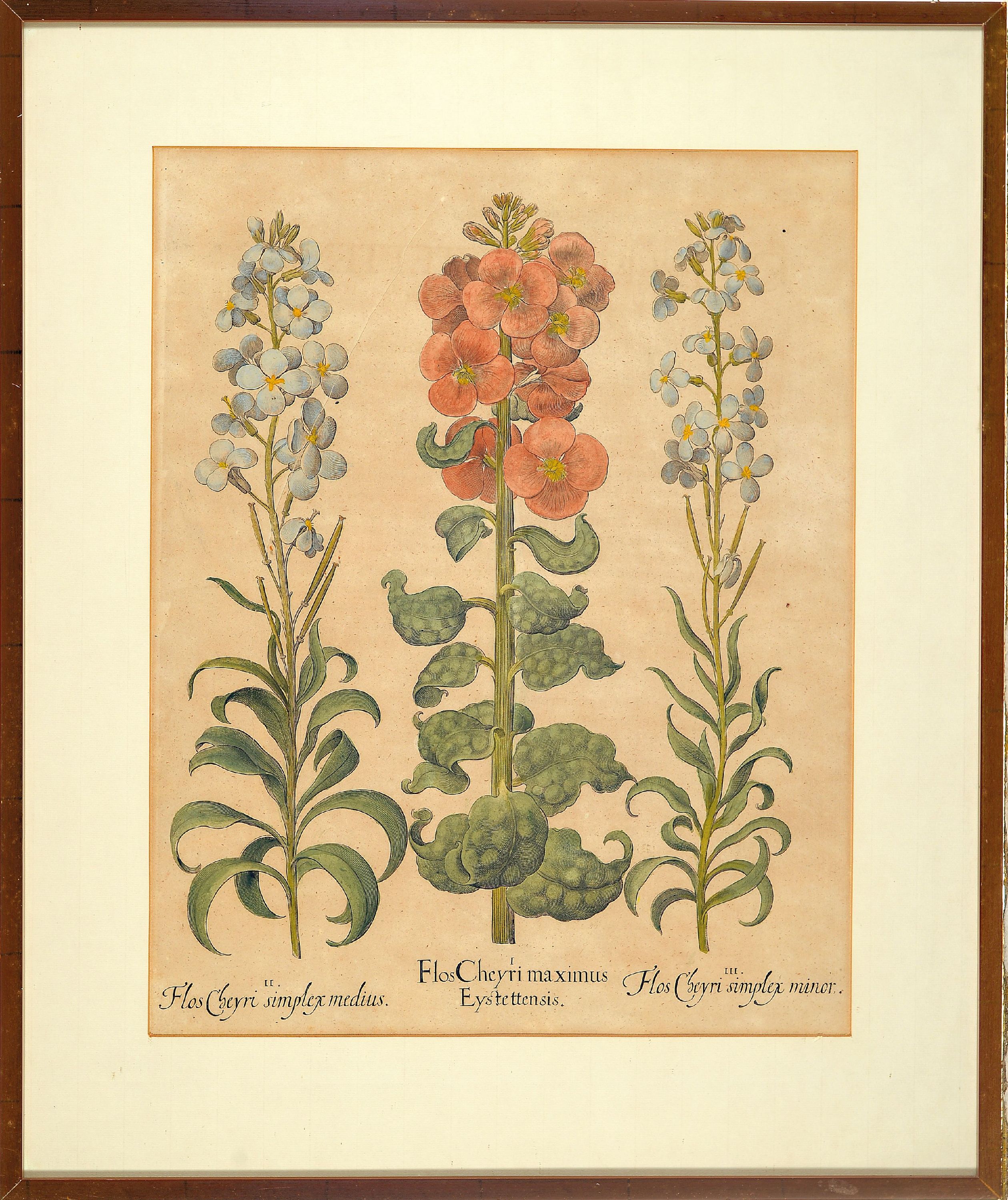 Detail m: 4 Kupferstiche aus Hortus Eystettensis, Basilius Besler (1561-1629), Tulipa Serotina stellata, ca. 52x42cm, PP, u.Gl., R. ca. 69x 58cm, Flos Cheyri ...