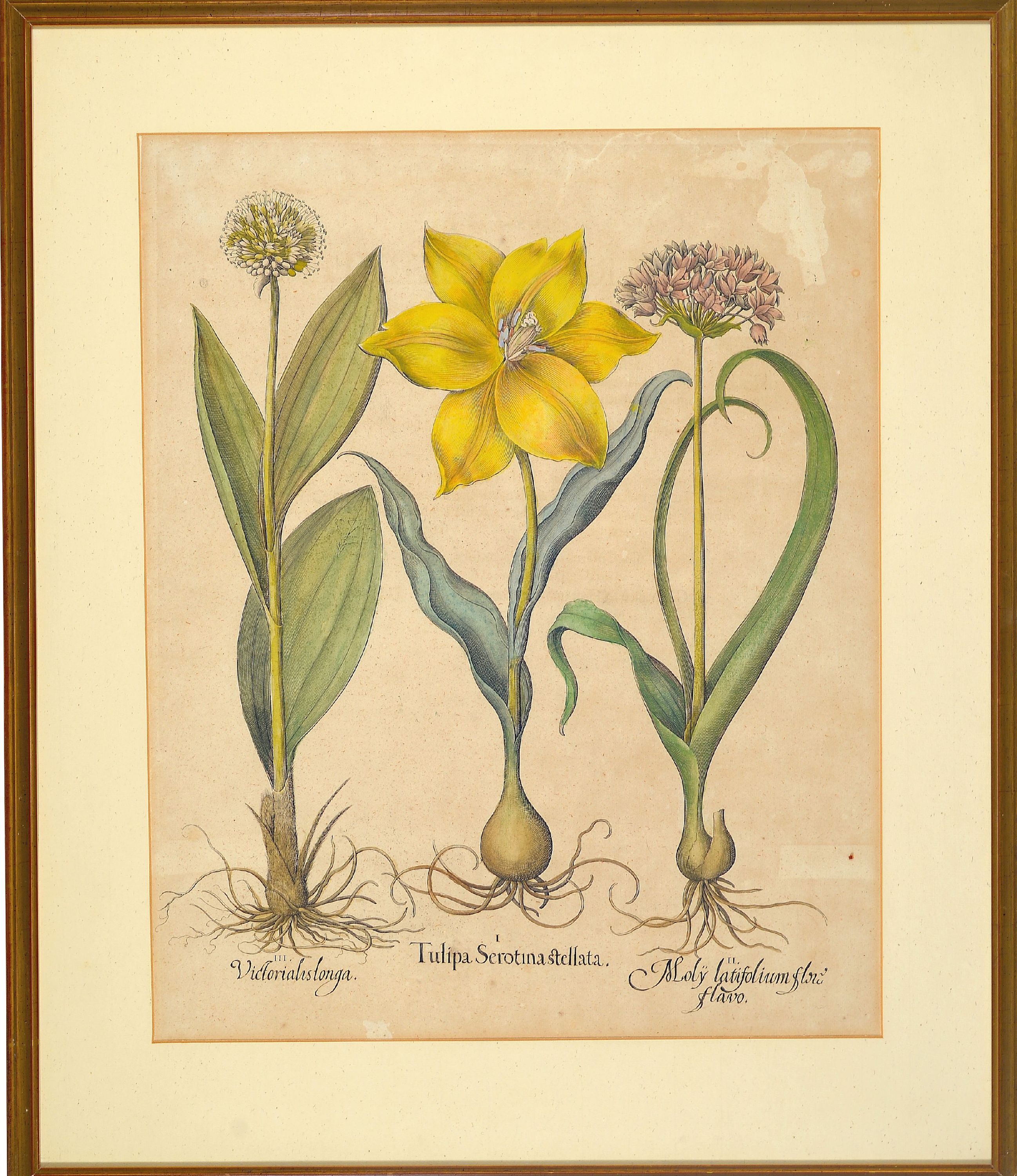 Detail n: 4 Kupferstiche aus Hortus Eystettensis, Basilius Besler (1561-1629), Tulipa Serotina stellata, ca. 52x42cm, PP, u.Gl., R. ca. 69x 58cm, Flos Cheyri ...