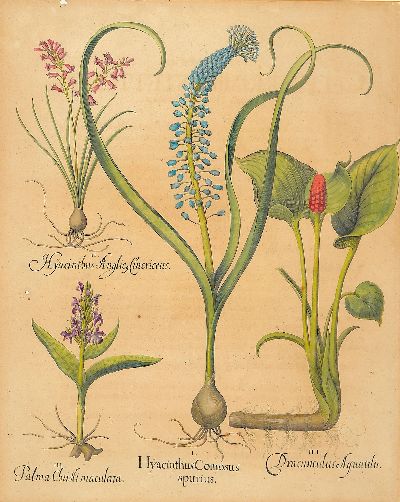 27044562a - 4 Kupferstiche aus Hortus Eystettensis, Basilius Besler (1561-1629), Tulipa Serotina ...