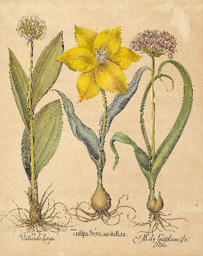 27044562c - 4 Kupferstiche aus Hortus Eystettensis, Basilius Besler (1561-1629), Tulipa Serotina ...