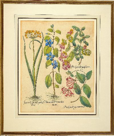 27044562k - 4 Kupferstiche aus Hortus Eystettensis, Basilius Besler (1561-1629), Tulipa Serotina ...