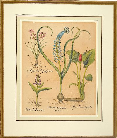27044562l - 4 Kupferstiche aus Hortus Eystettensis, Basilius Besler (1561-1629), Tulipa Serotina ...
