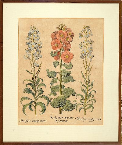 27044562m - 4 Kupferstiche aus Hortus Eystettensis, Basilius Besler (1561-1629), Tulipa Serotina ...