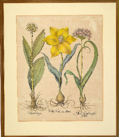 27044562n - 4 Kupferstiche aus Hortus Eystettensis, Basilius Besler (1561-1629), Tulipa Serotina ...