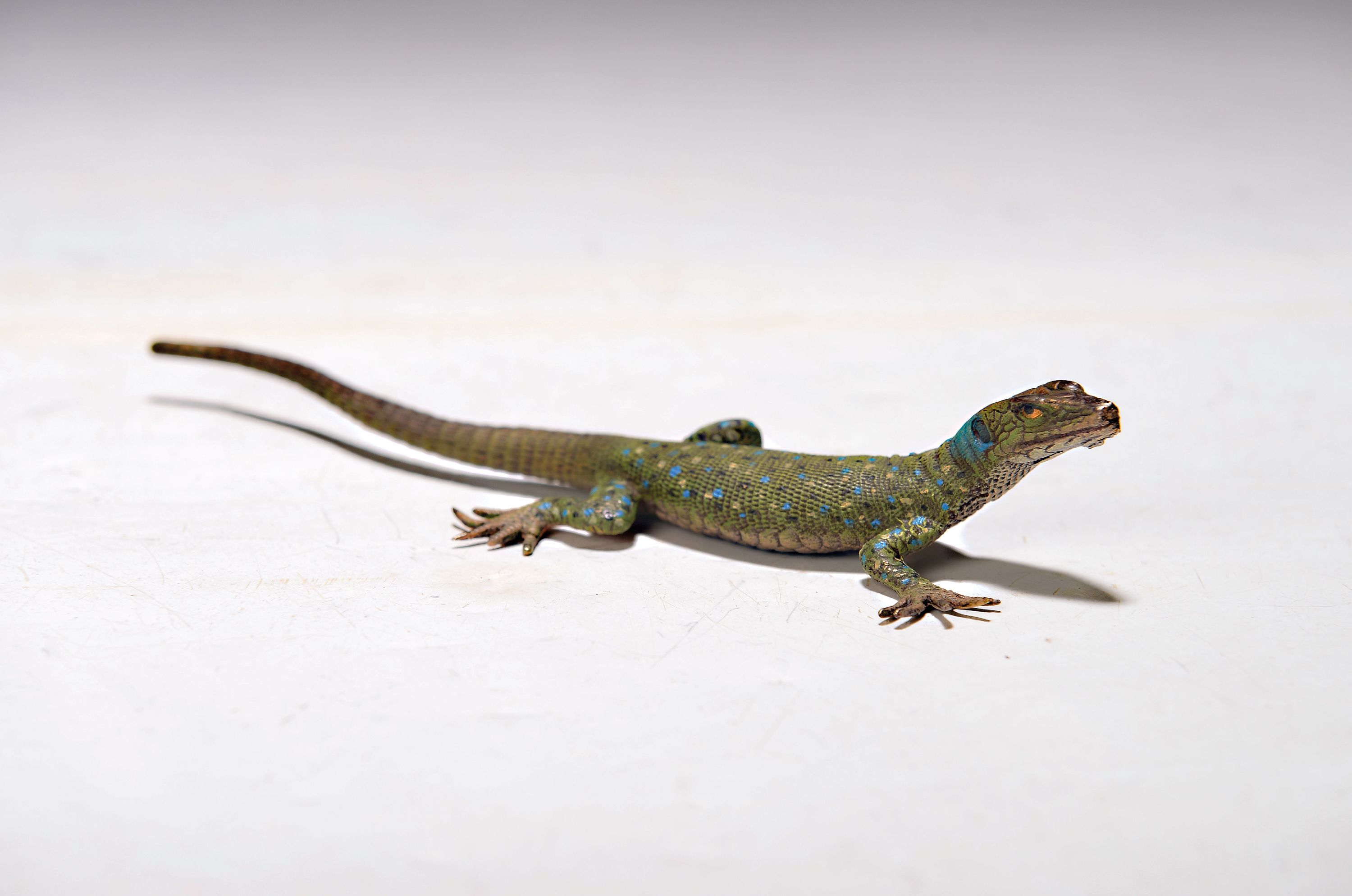 Image 27047592 - Wiener Bronze, Eidechse, sign. Franz Bergmann, bunt staffiert, L.ca. 17 cm