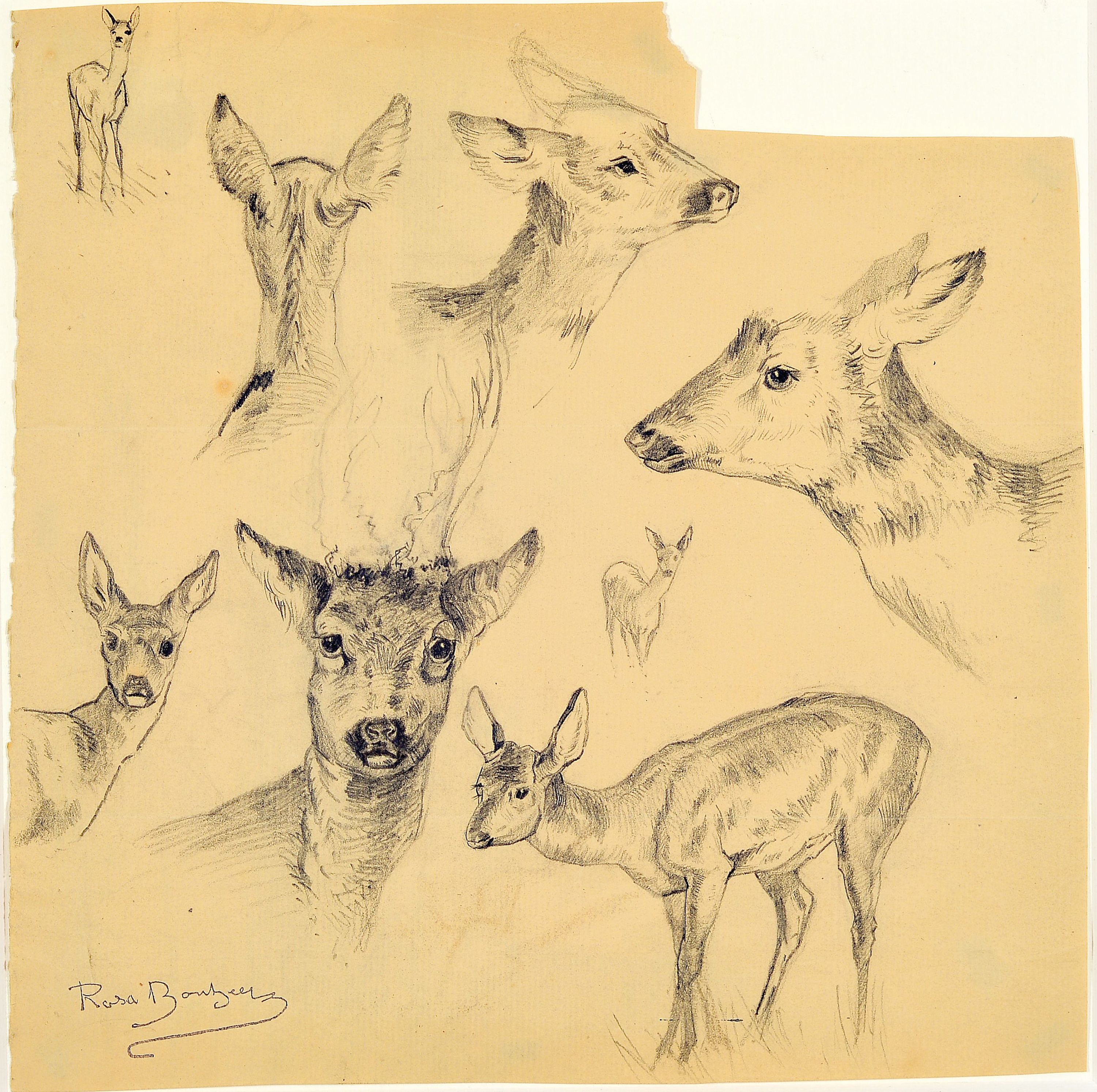 Image 27048389 - Rosa Bonheur, 1822 Bordeaux-1899 Thomery, Etude de cerfs, Studieblatt mit 8 ...