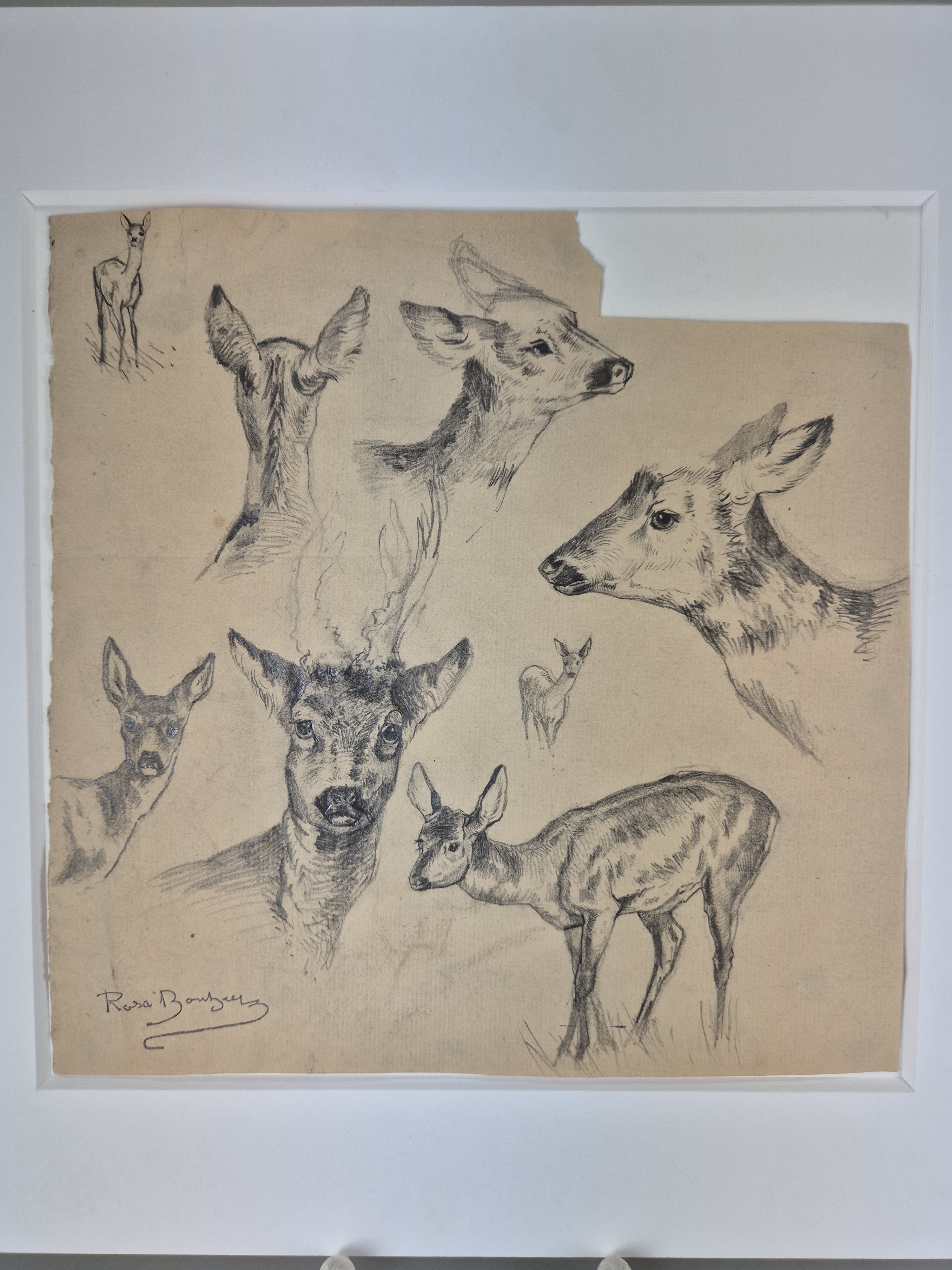 Detail a: Rosa Bonheur, 1822 Bordeaux-1899 Thomery, Etude de cerfs, Studieblatt mit 8 Darstellungen von Rehen, unten links Signaturstempel (Lugt 275), ...