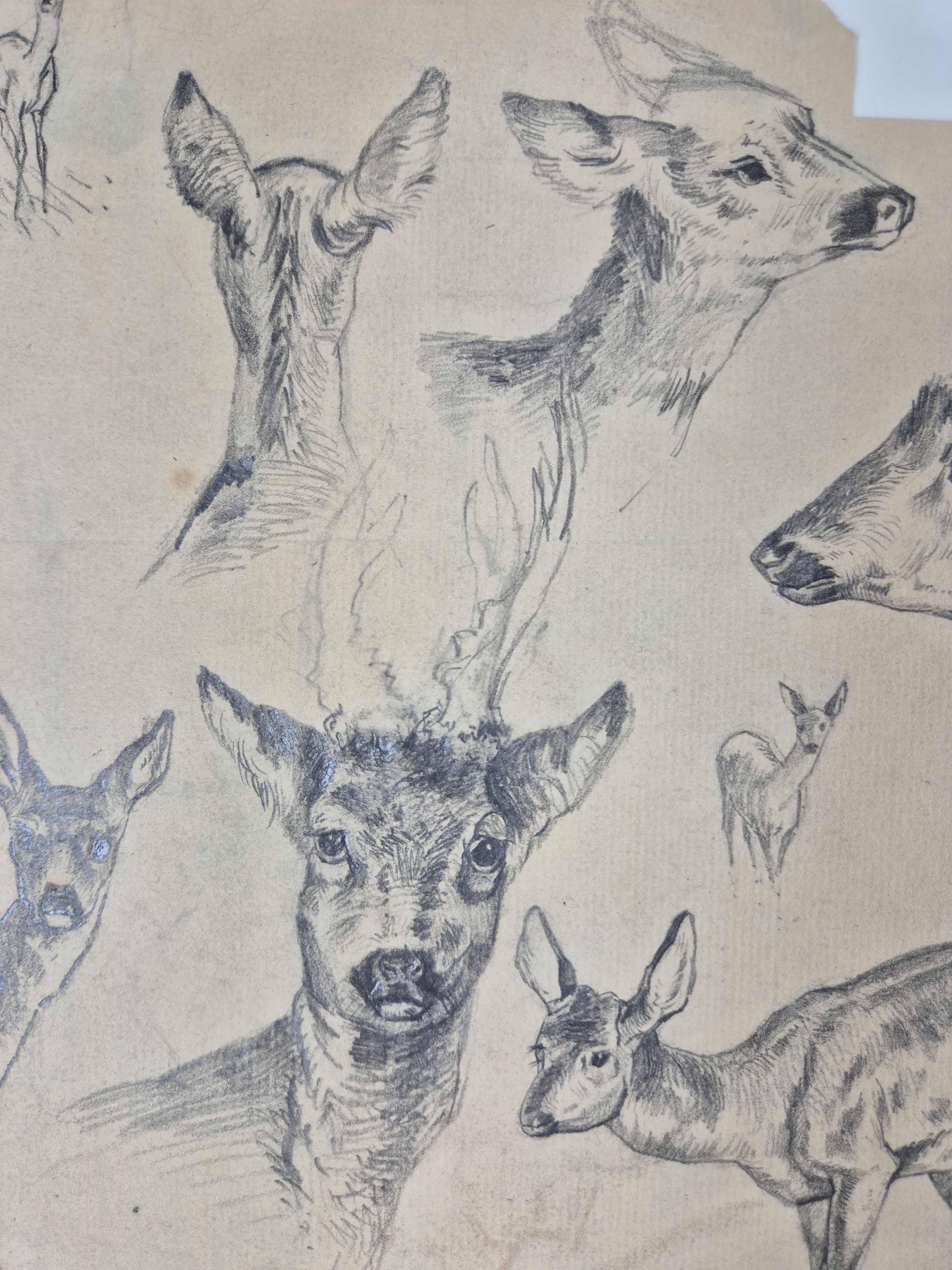 Detail c: Rosa Bonheur, 1822 Bordeaux-1899 Thomery, Etude de cerfs, Studieblatt mit 8 Darstellungen von Rehen, unten links Signaturstempel (Lugt 275), ...