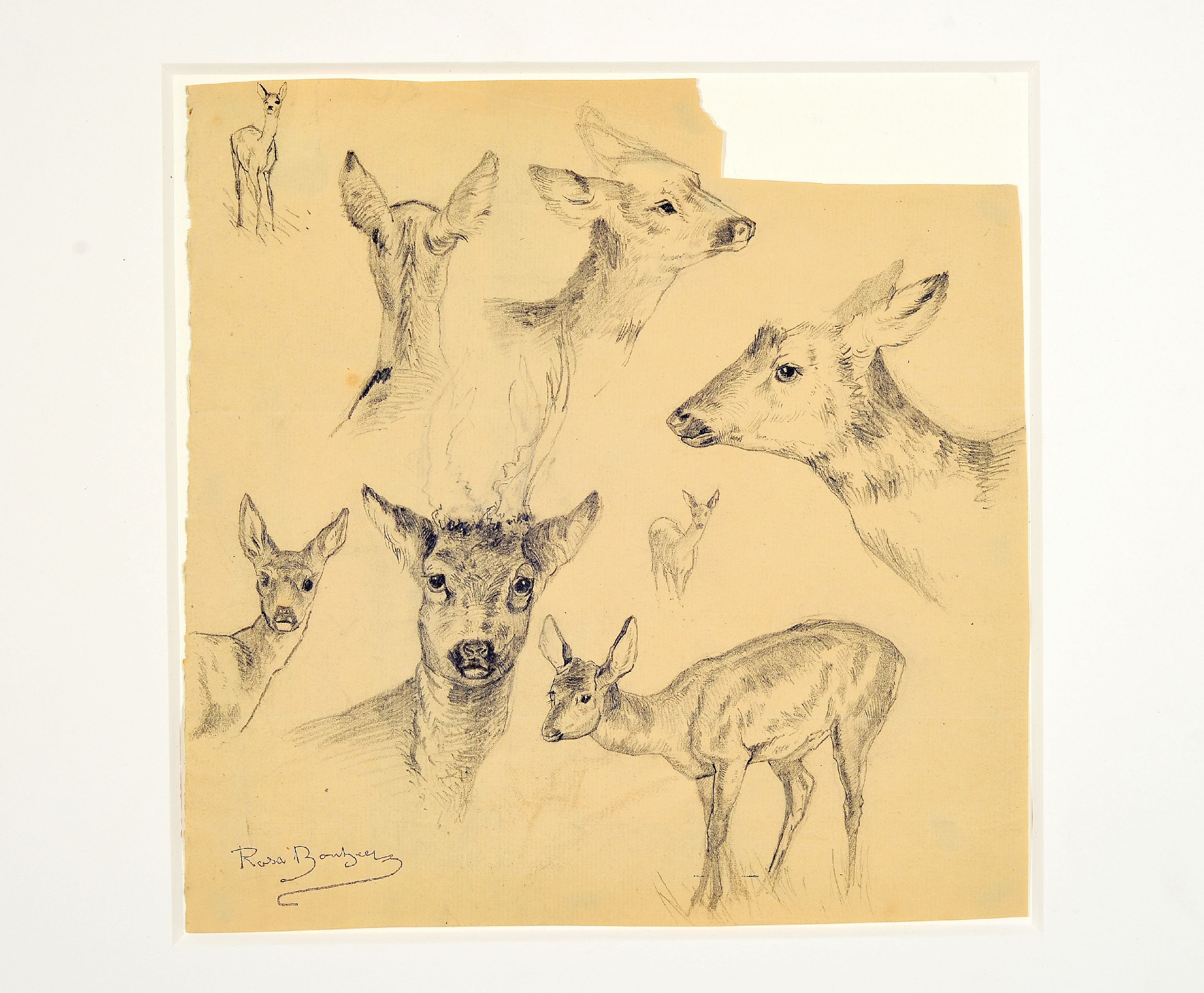 Detail k: Rosa Bonheur, 1822 Bordeaux-1899 Thomery, Etude de cerfs, Studieblatt mit 8 Darstellungen von Rehen, unten links Signaturstempel (Lugt 275), ...