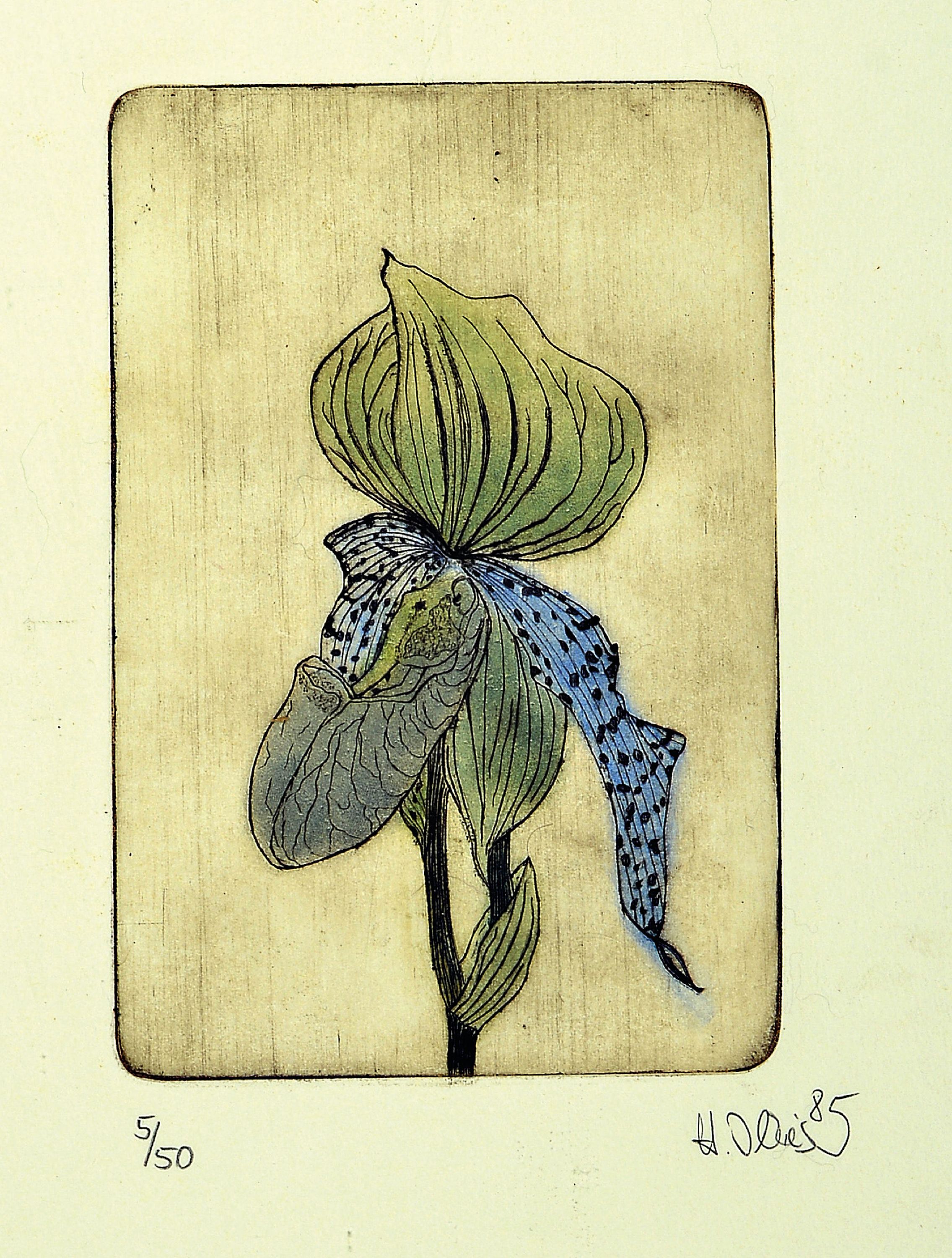 Detail a: Hildegard Illes, in Düsseldorf geborene Künstlerin, ansässig in der Pfalz, hier drei Farbradierungen: 2 x orchideen bez. Paphiodelium ...