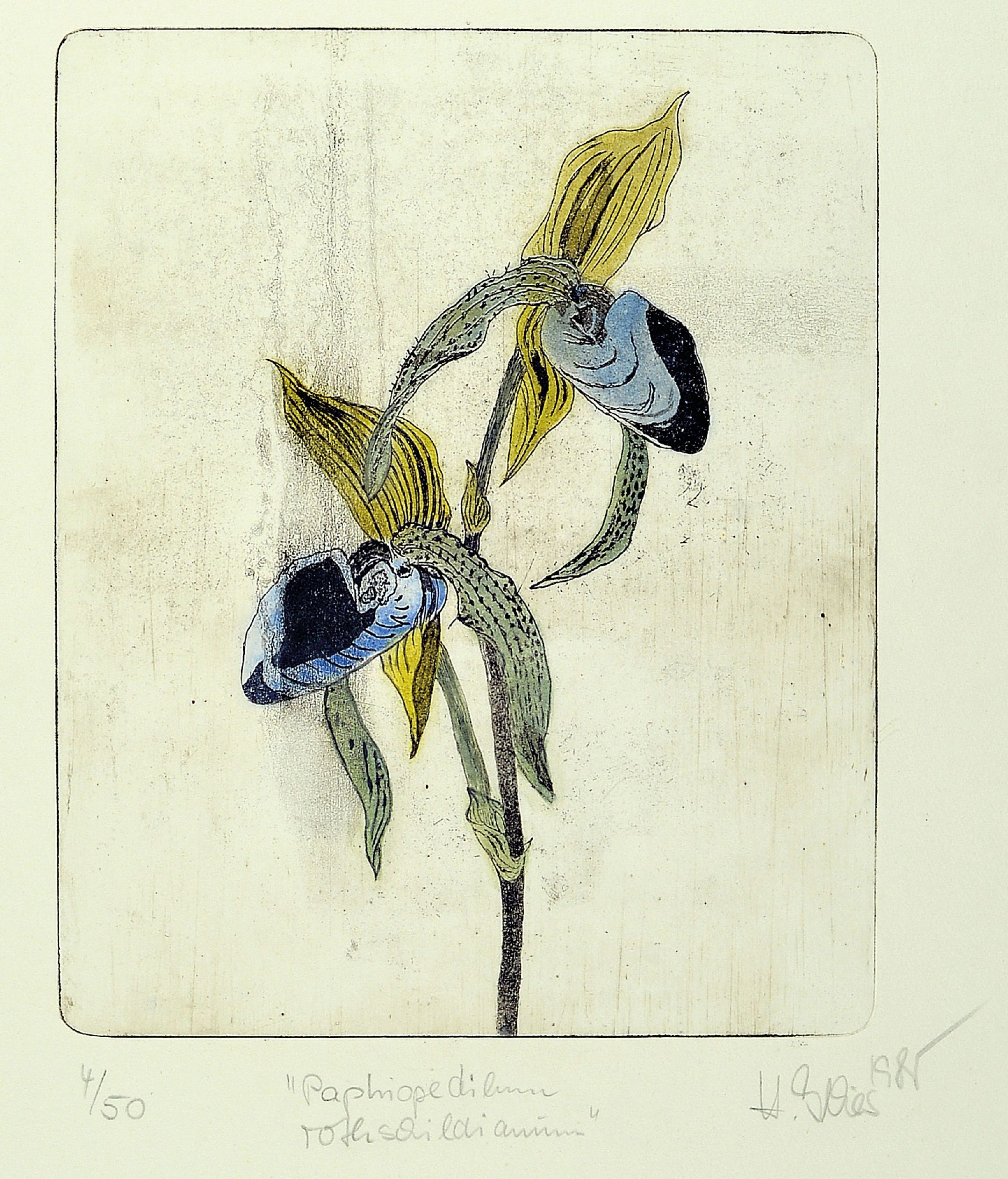 Detail b: Hildegard Illes, in Düsseldorf geborene Künstlerin, ansässig in der Pfalz, hier drei Farbradierungen: 2 x orchideen bez. Paphiodelium ...