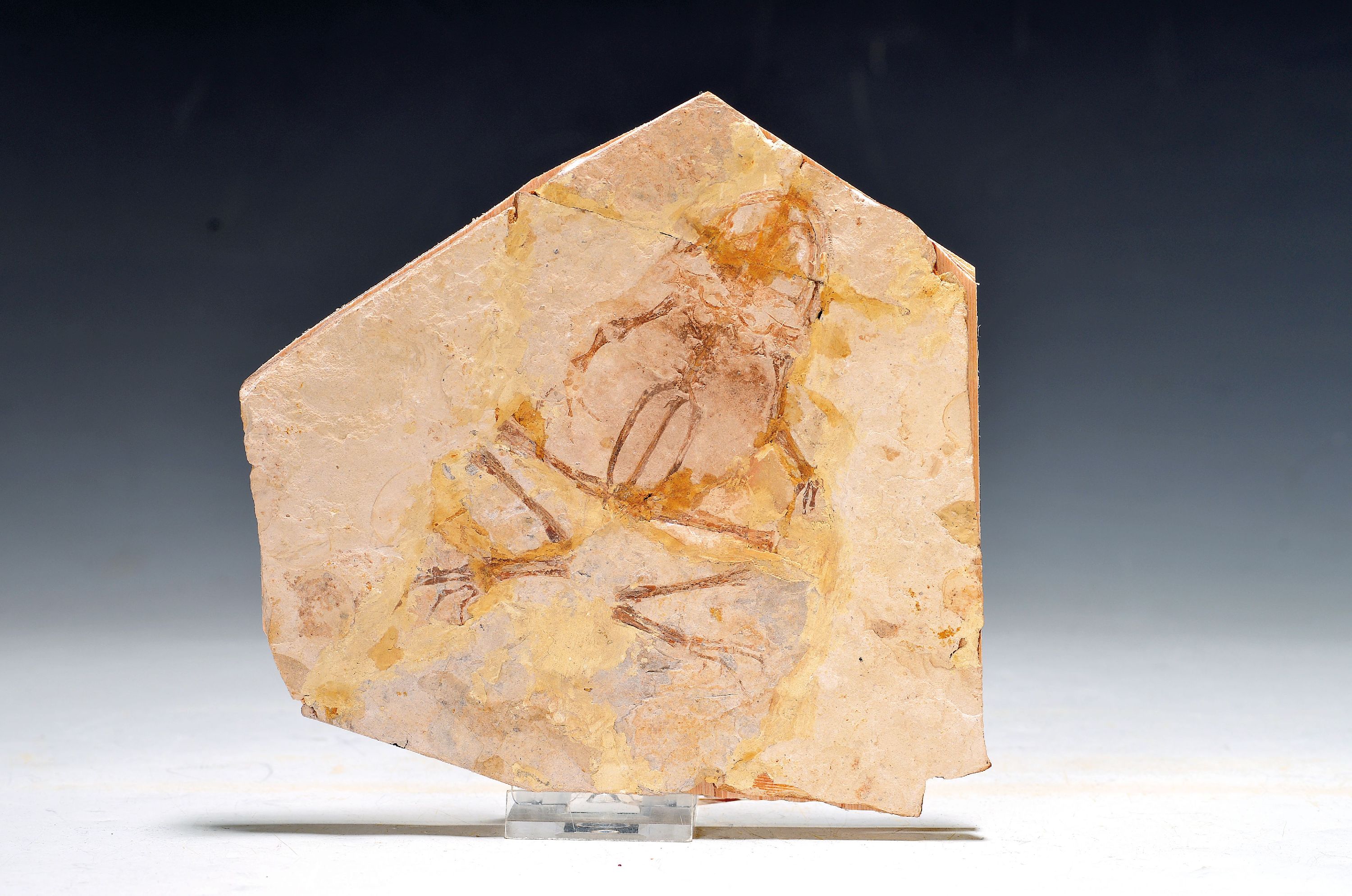 Fossil-Matrix- Genibatrachus baoshanensis, Provinz Liaoning, ca. 13 cm, seltener artikulierter fossiler Frosch Genibatrachus aus der Zeit der ...