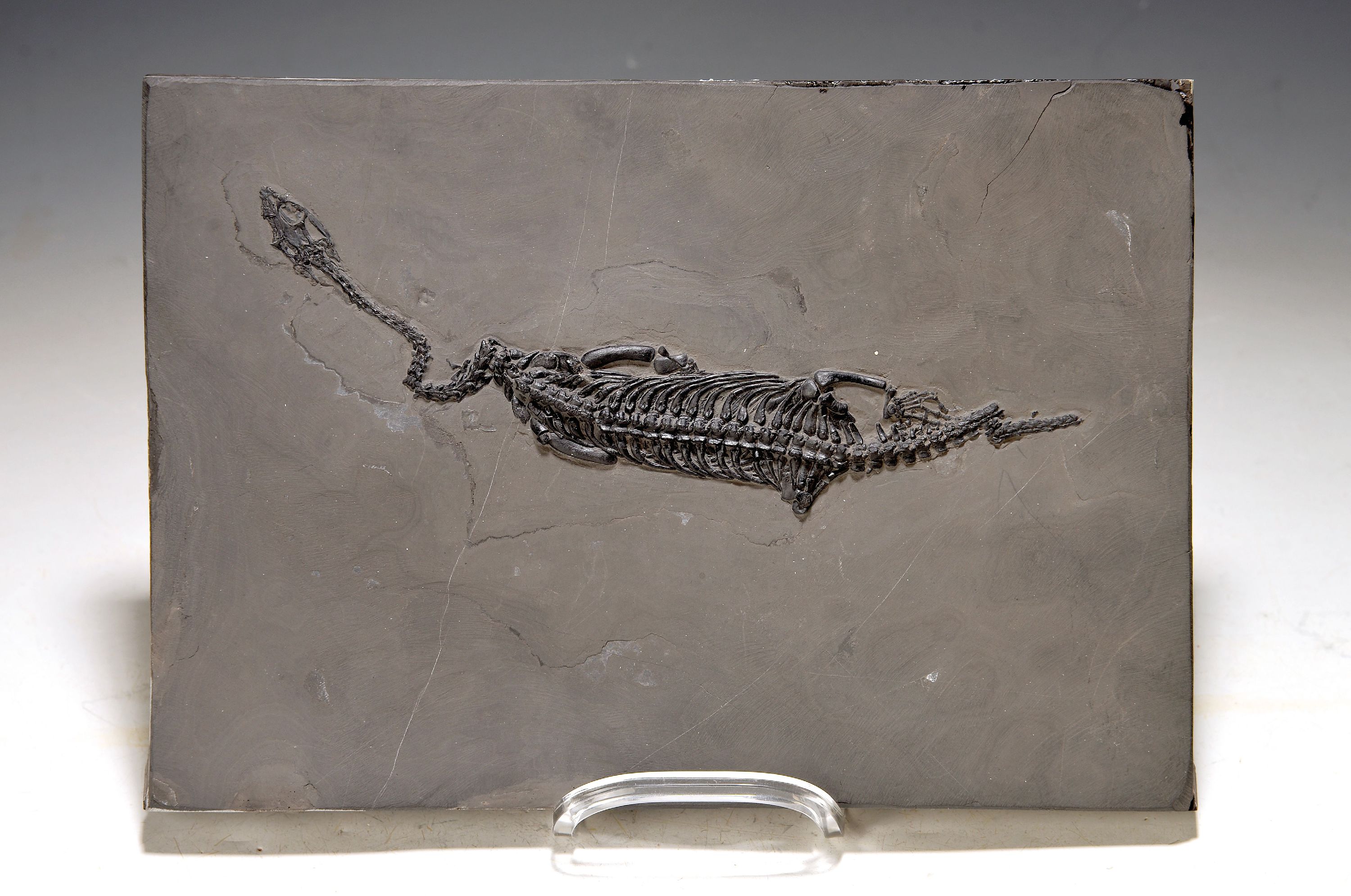Keichousaurus (key-cho-saurus), China, Trias (251.9-201.3 Mio. J.), Länge ca. 23 cm, Platte ca. 27x19 cm, perfekt erhalten, im Relief präpariert u. ...