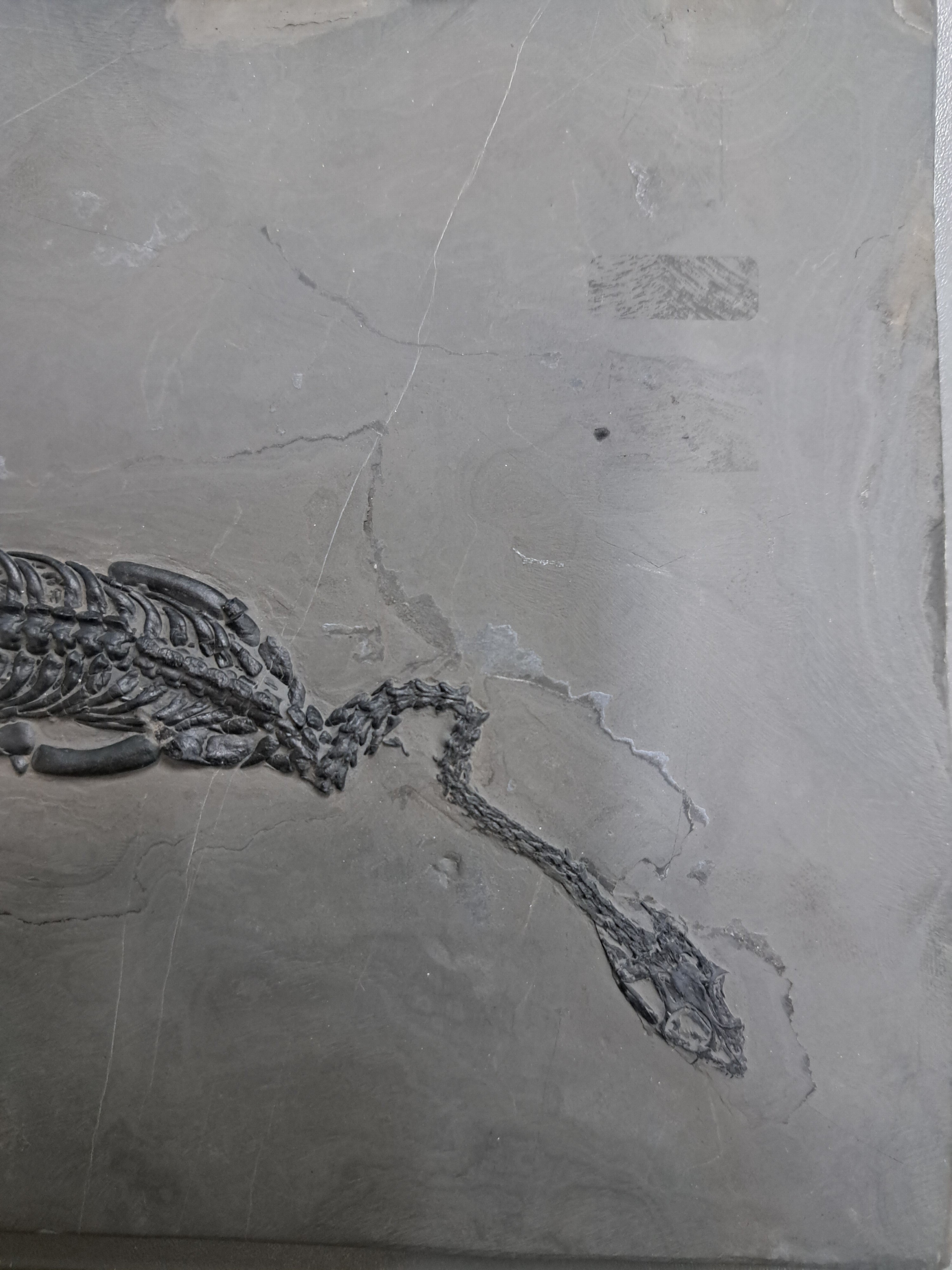 Detail f: Keichousaurus (key-cho-saurus), China, Trias (251.9-201.3 Mio. J.), Länge ca. 23 cm, Platte ca. 27x19 cm, perfekt erhalten, im Relief präpariert u. ...