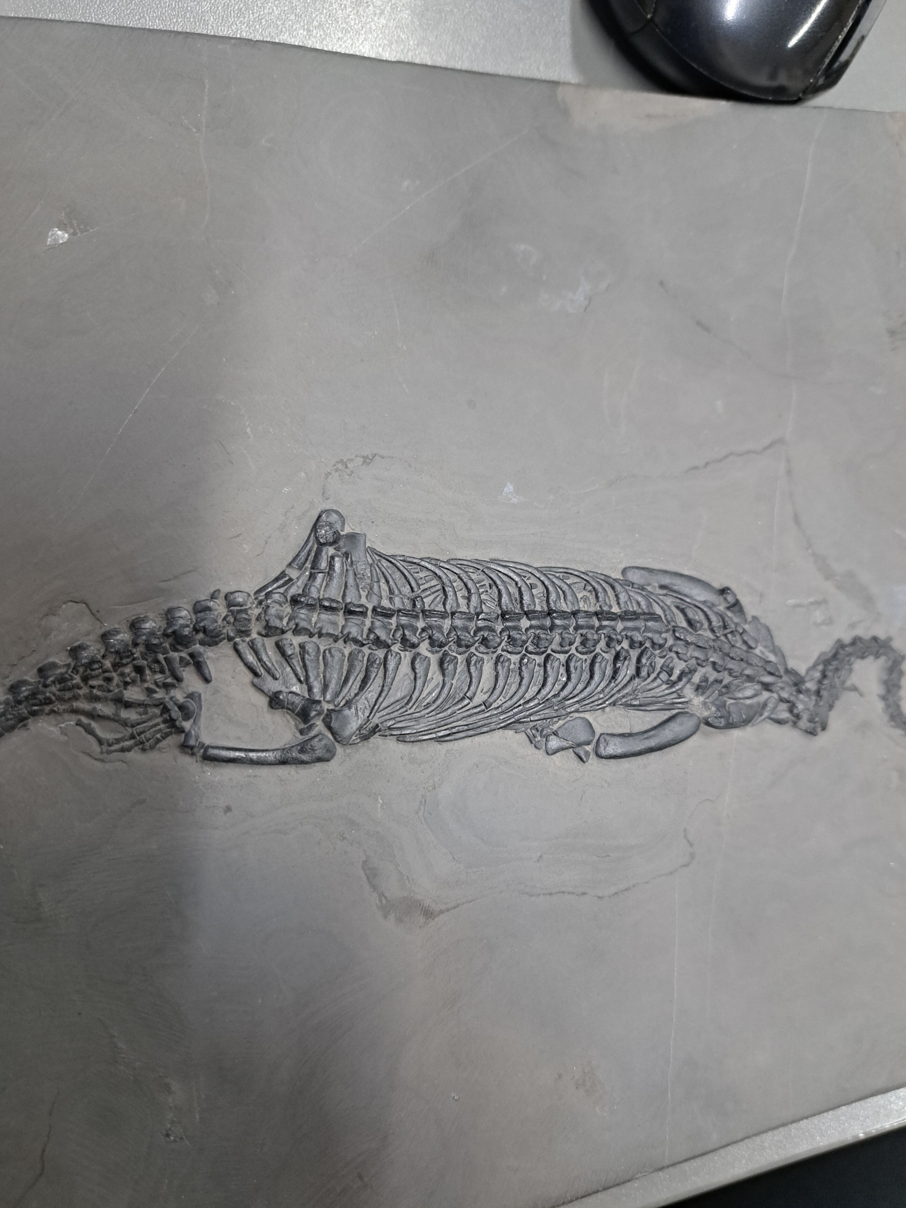 Detail g: Keichousaurus (key-cho-saurus), China, Trias (251.9-201.3 Mio. J.), Länge ca. 23 cm, Platte ca. 27x19 cm, perfekt erhalten, im Relief präpariert u. ...
