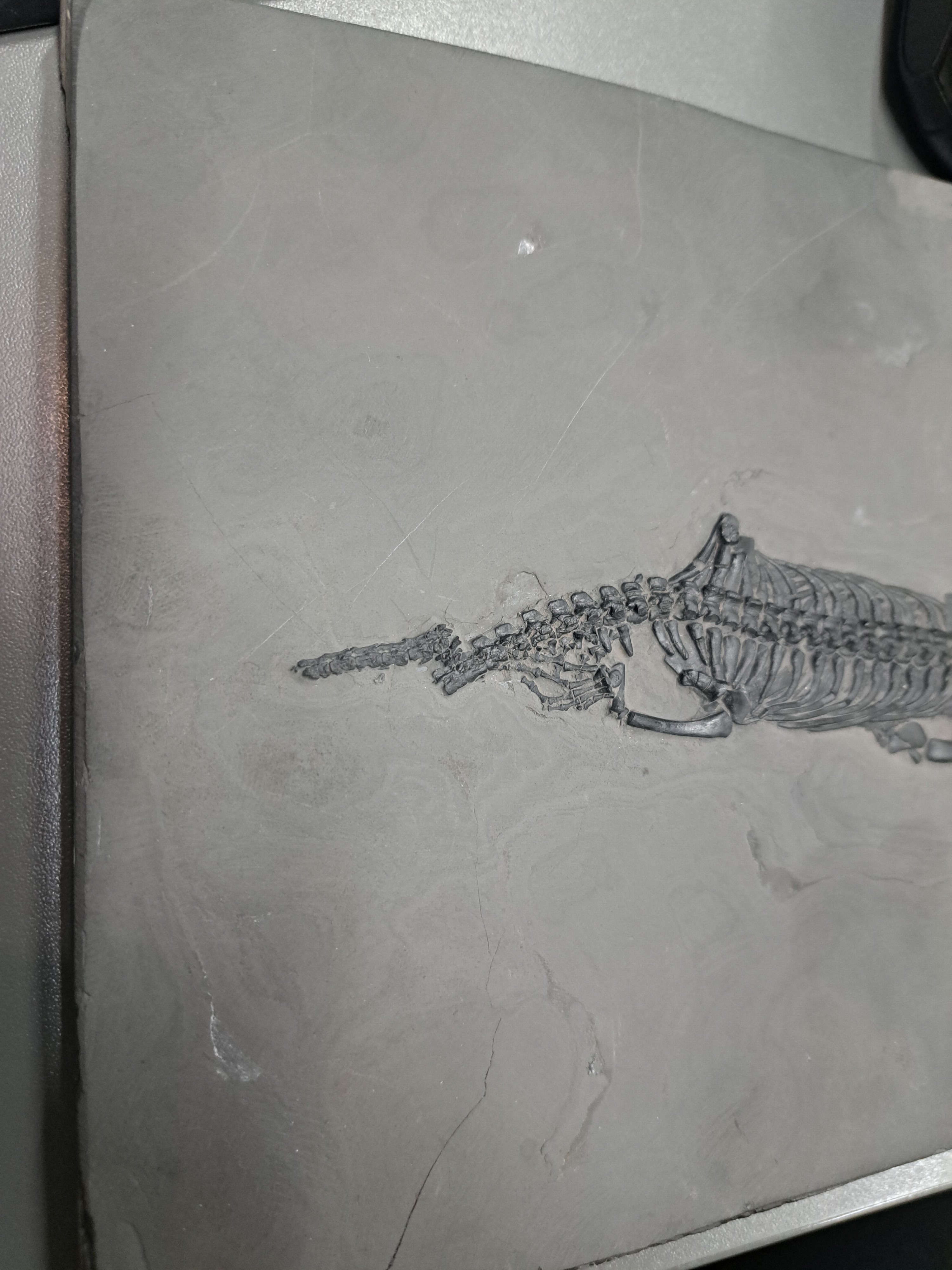 Detail h: Keichousaurus (key-cho-saurus), China, Trias (251.9-201.3 Mio. J.), Länge ca. 23 cm, Platte ca. 27x19 cm, perfekt erhalten, im Relief präpariert u. ...