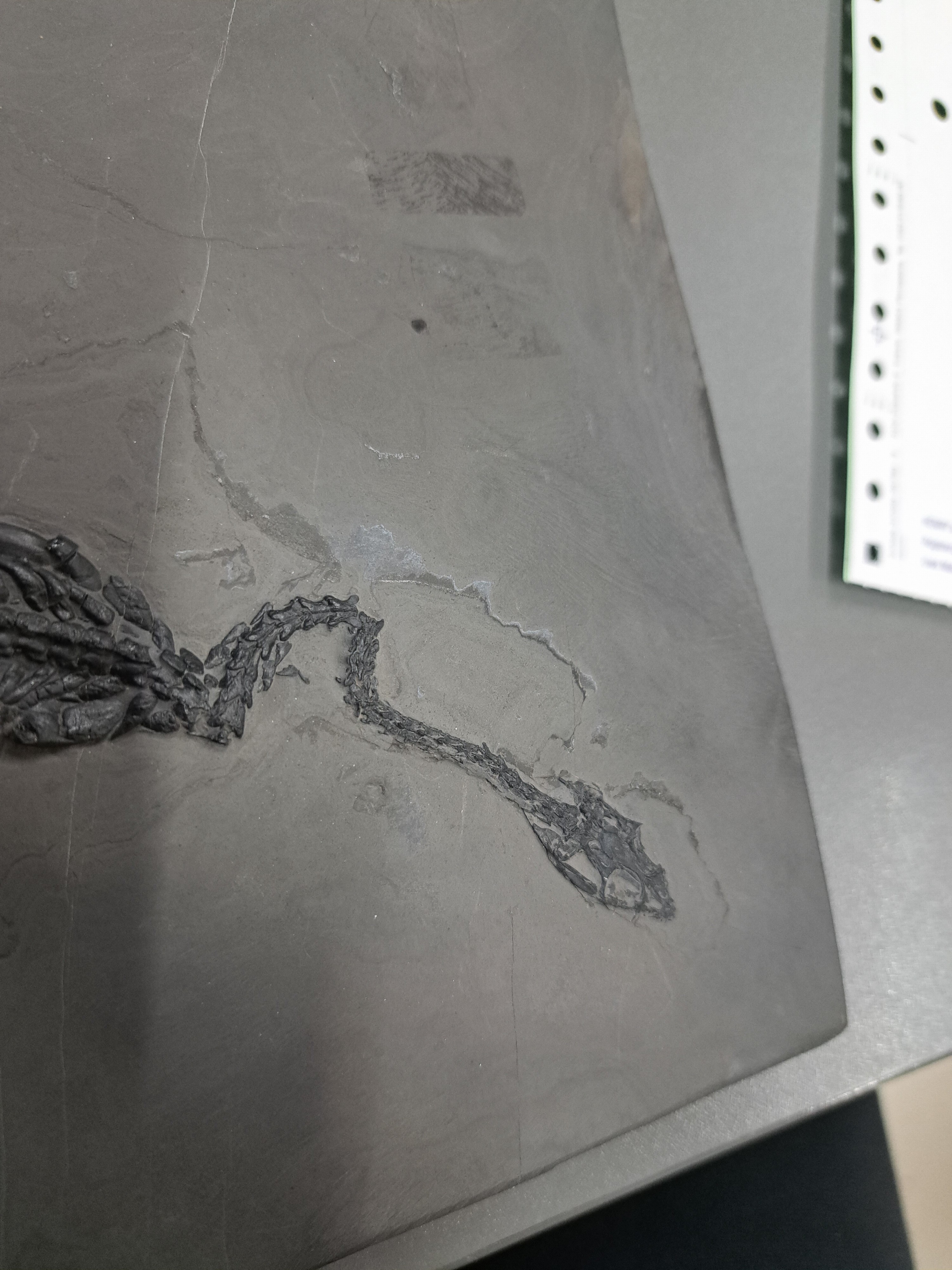 Detail i: Keichousaurus (key-cho-saurus), China, Trias (251.9-201.3 Mio. J.), Länge ca. 23 cm, Platte ca. 27x19 cm, perfekt erhalten, im Relief präpariert u. ...