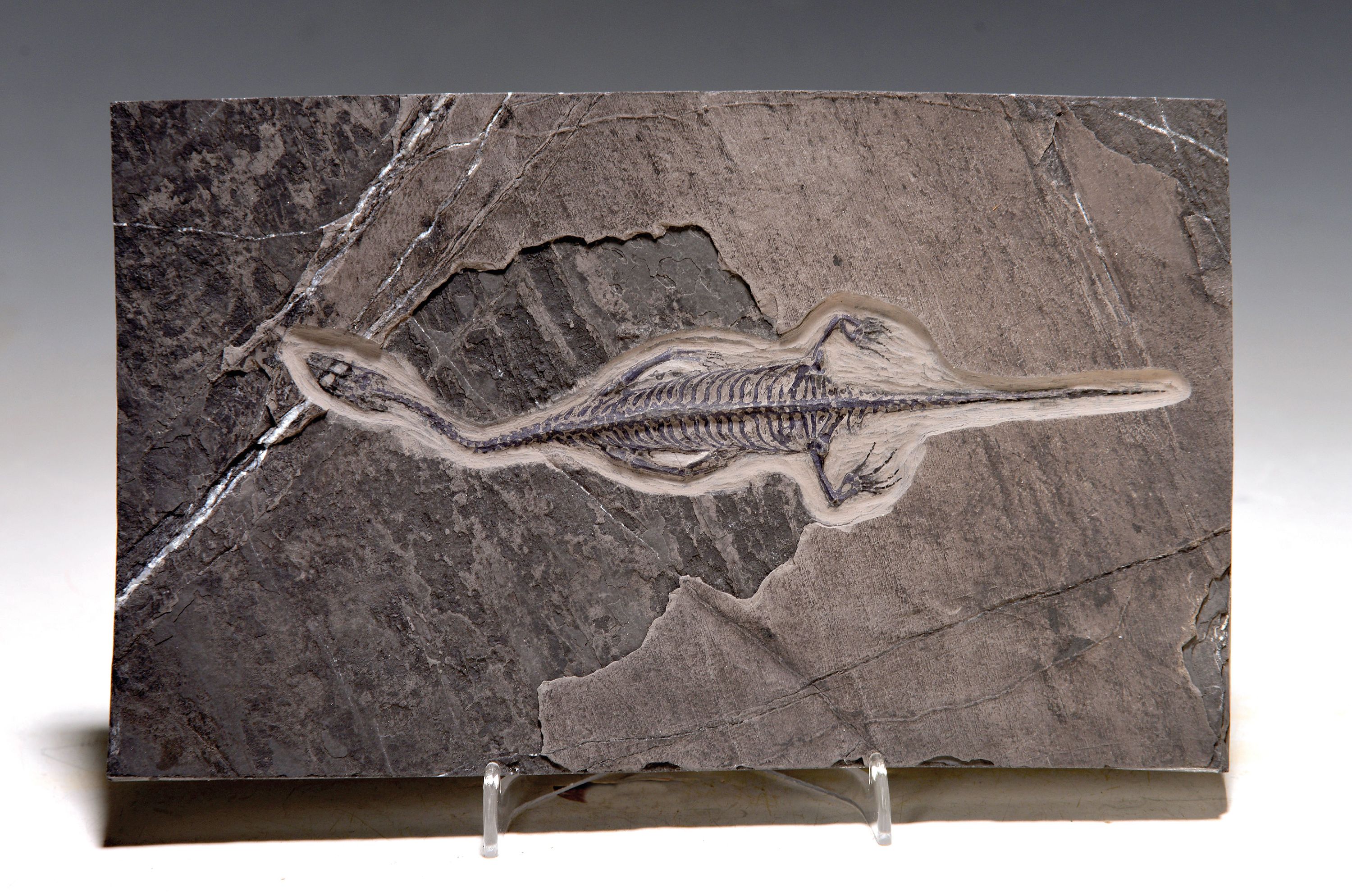 Schwimmsaurier, Keichousaurus Hui, Yunnan, China, Trias (251.9-201.3 Mio J. alt), filigrane erhabene Knochenstruktur, Reussengebiss zum Fischfang, ...