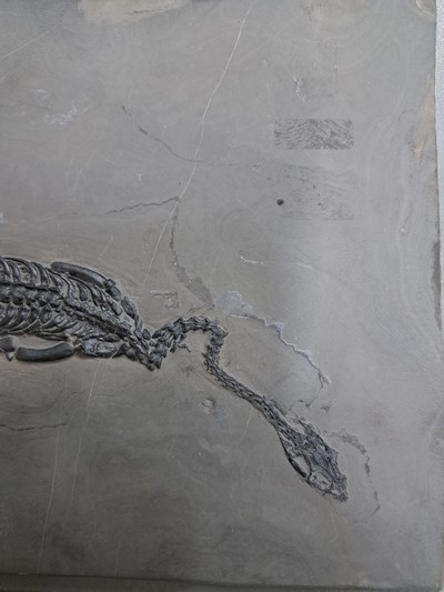 27055051f - Keichousaurus (key-cho-saurus), China, Trias (251.9-201.3 Mio. J.), Länge ca. 23 cm, ...