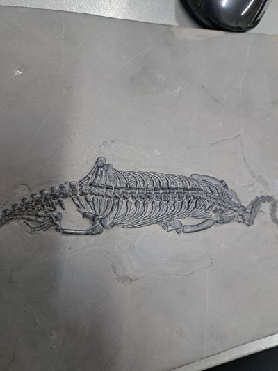 27055051g - Keichousaurus (key-cho-saurus), China, Trias (251.9-201.3 Mio. J.), Länge ca. 23 cm, ...
