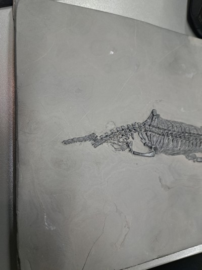 27055051h - Keichousaurus (key-cho-saurus), China, Trias (251.9-201.3 Mio. J.), Länge ca. 23 cm, ...