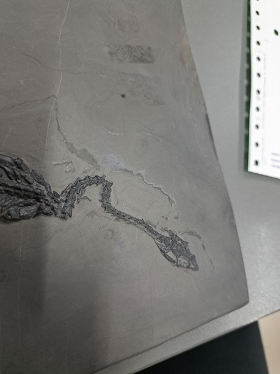 27055051i - Keichousaurus (key-cho-saurus), China, Trias (251.9-201.3 Mio. J.), Länge ca. 23 cm, ...