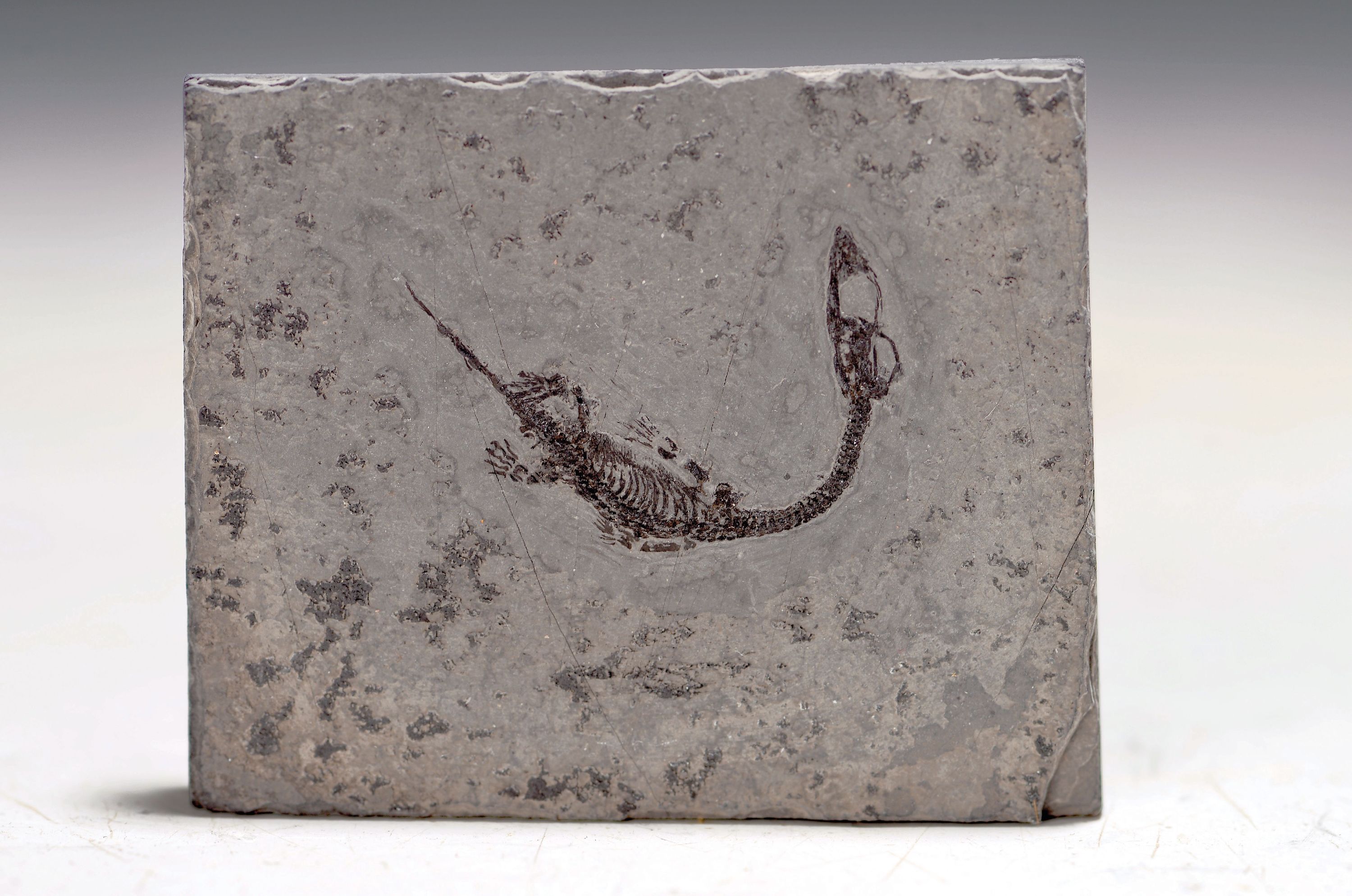 Image 27057271 - Seltener Fund eines Keichousaurus Baby, Guizhou-Provinz, China, ca. 240 Mio. J. alt, ...