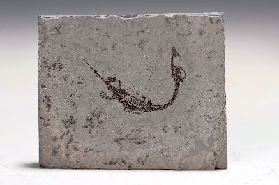 Image Seltener Fund eines Keichousaurus Baby, Guizhou-Provinz, China, ca. 240 Mio. J. alt, ...