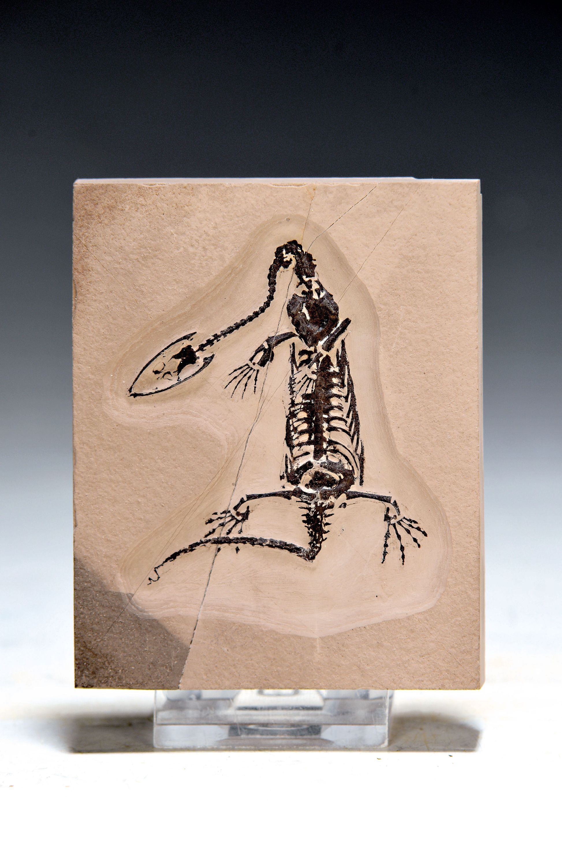 Keichousaurus sp, Trias (251.9-2013 Mio. J. alt), China, Yunnan, Jungtier ca. 12 cm in heller Steinplatte, im Relief präpariert, z.T. ergänzt u. ...