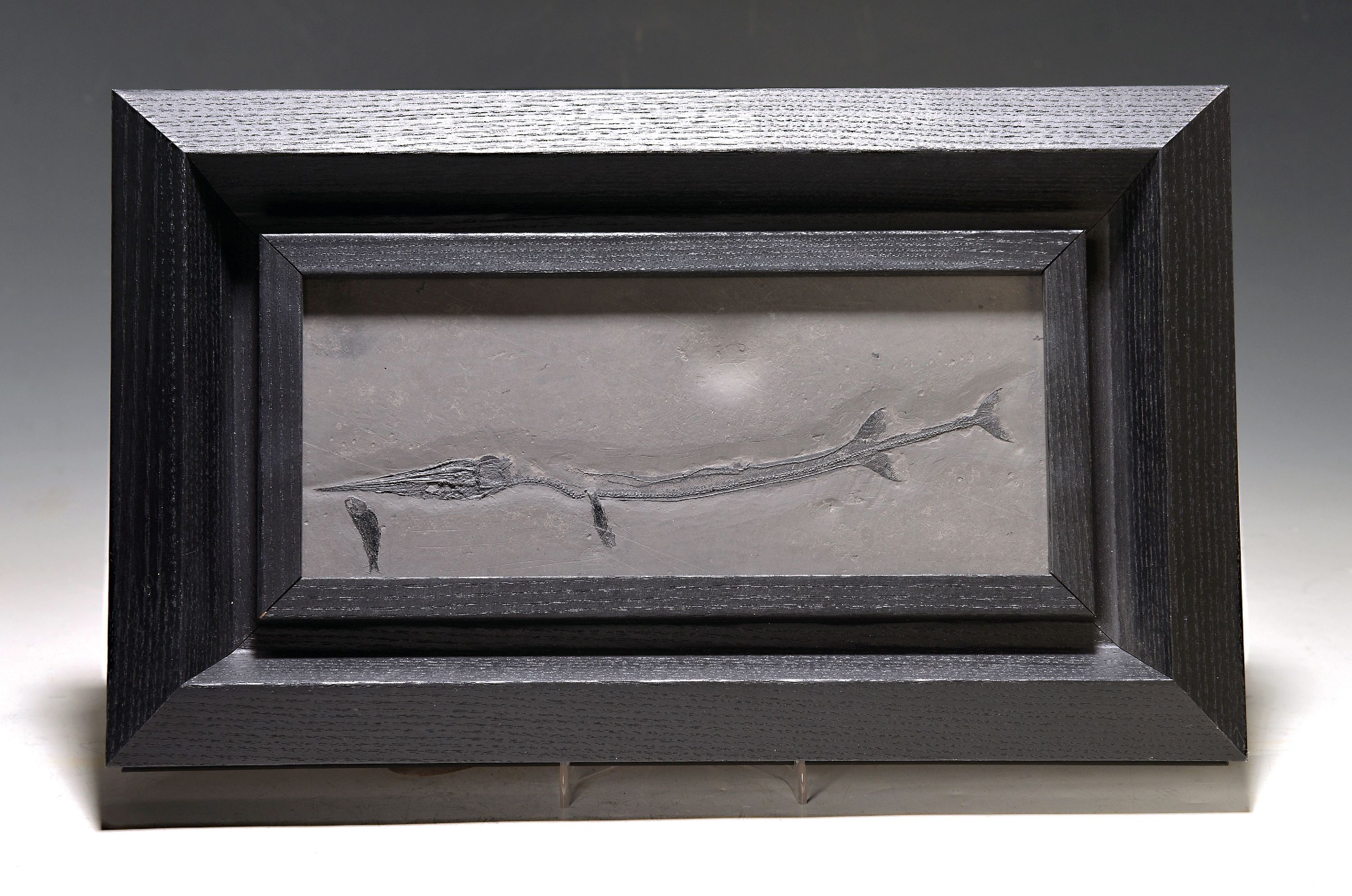 Tierfossil - Saurichtyiformes und Lashan Fisch, China, Permian, Saurichthyiformes ist eine ausgestorbene Gruppe von Knochenfischen, die vom späten ...
