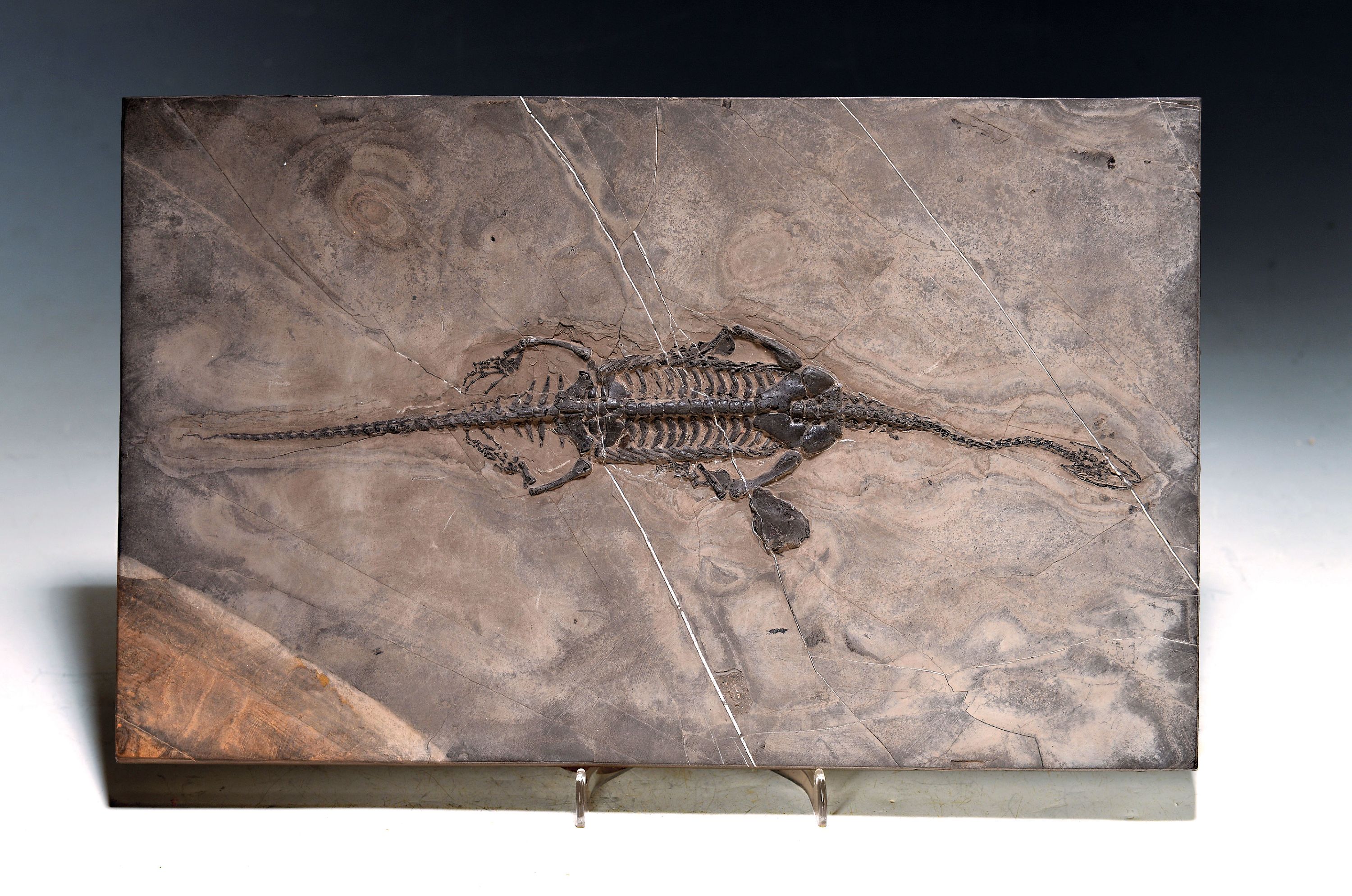 Fossil eines "Keichousaurus HUI" Männchen, Herkunftsland Guizhou-Province China, 220 Mio. J. alt, Zustand Naturbelassen, fein im Relief ...