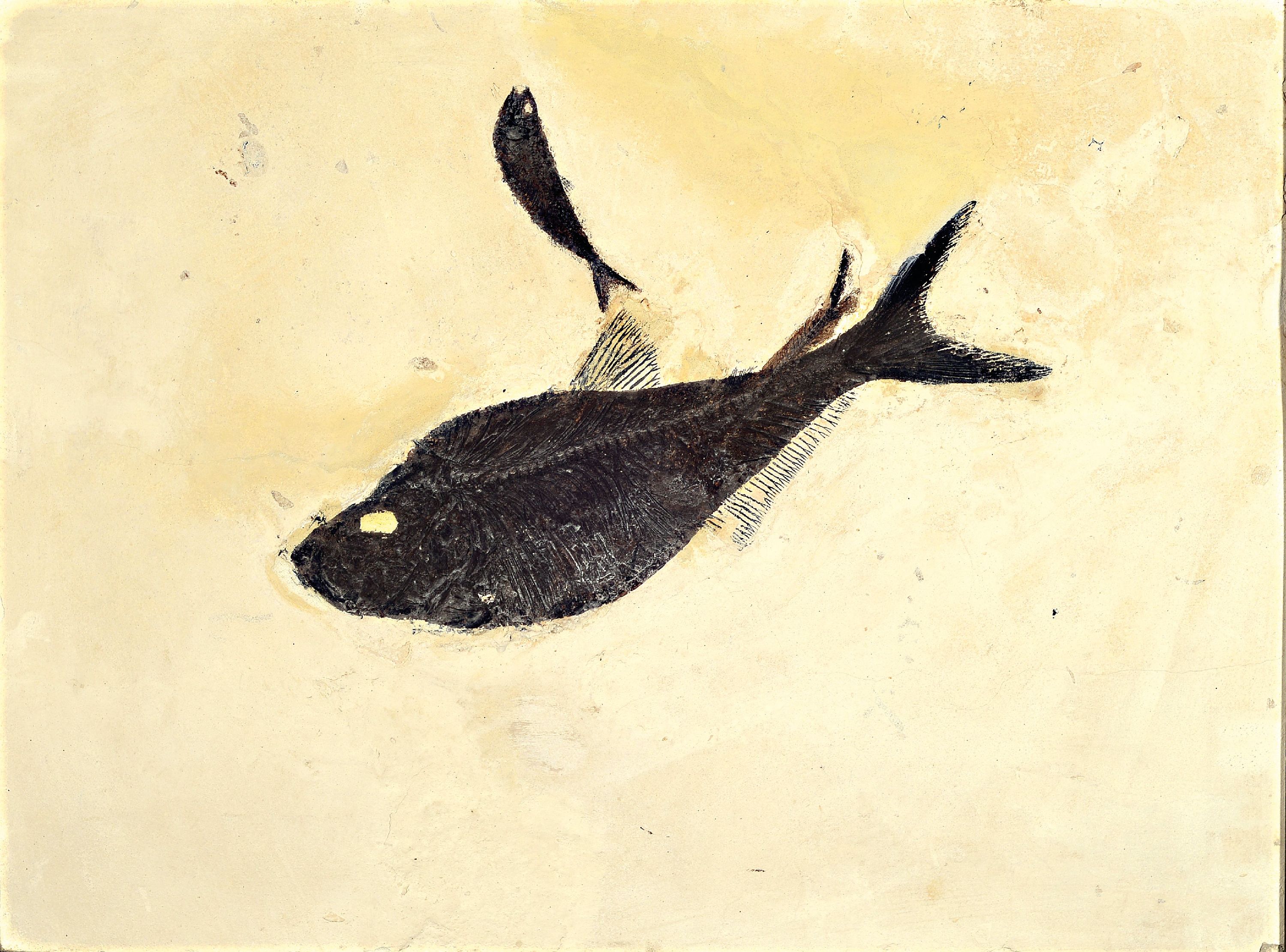 Image 27072058 - Große Platte mit zwei Fischfossilien, großer und zwei kleine Knigtia, Green River ...