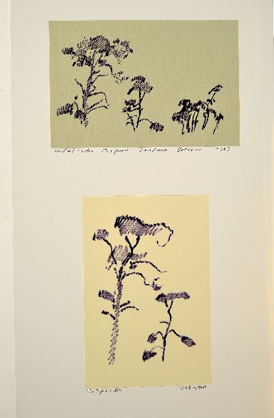 27088079s - Siegward Sprotte, 1913 Potsdam-2004 Sylt, Konvolut aus 5 Lithographien ´Haus in Kampen´, ...