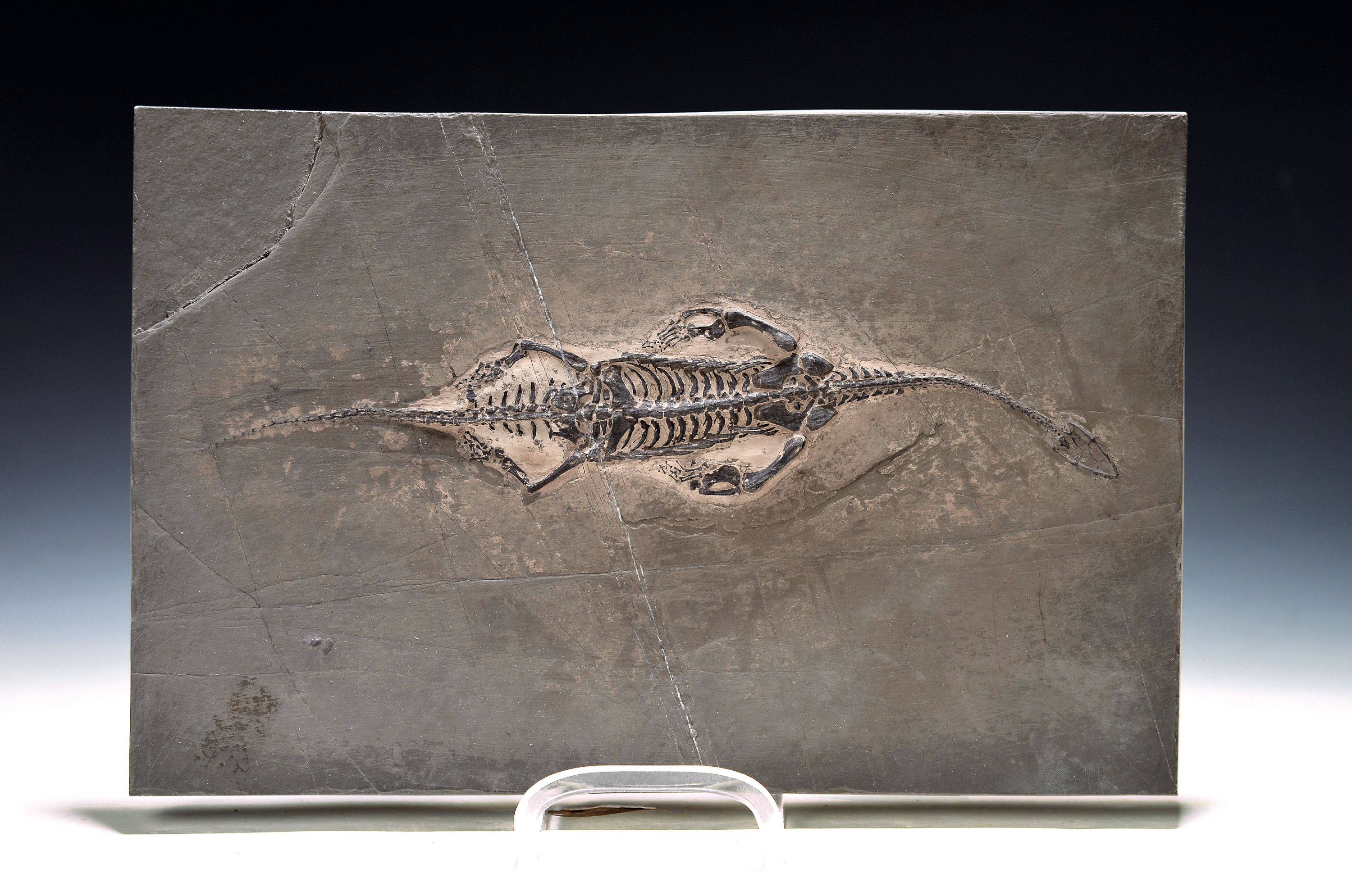 Image 27088771 - Schwimmsaurier Keichousaurus auf einer Platte ca. 20x31 cm, Ghuizhou-Province China, ca. ...