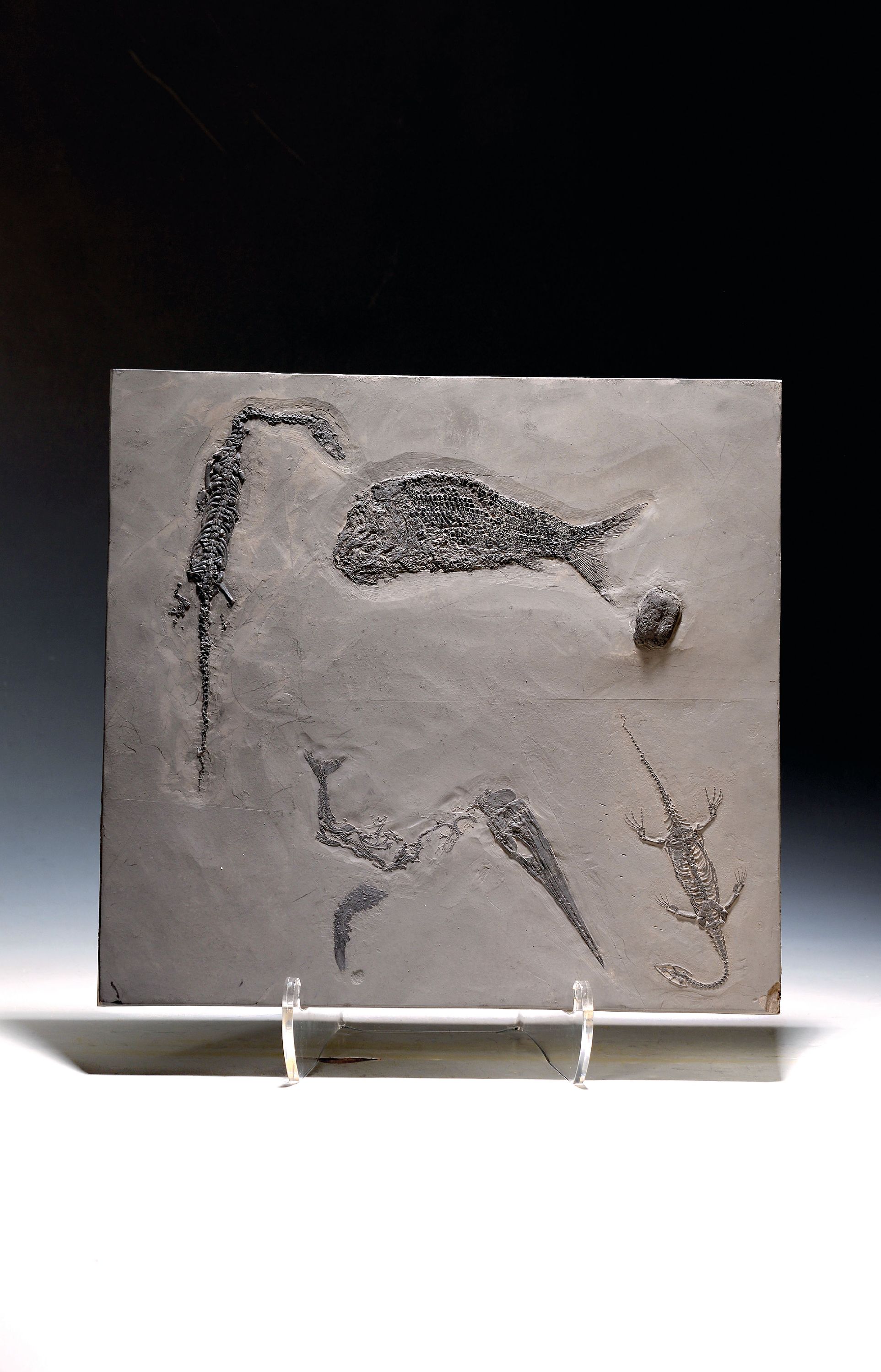 Image 27088775 - Große Fossilien-Platte mit dem seltenen Raubfisch Saurichthys und zwei ...