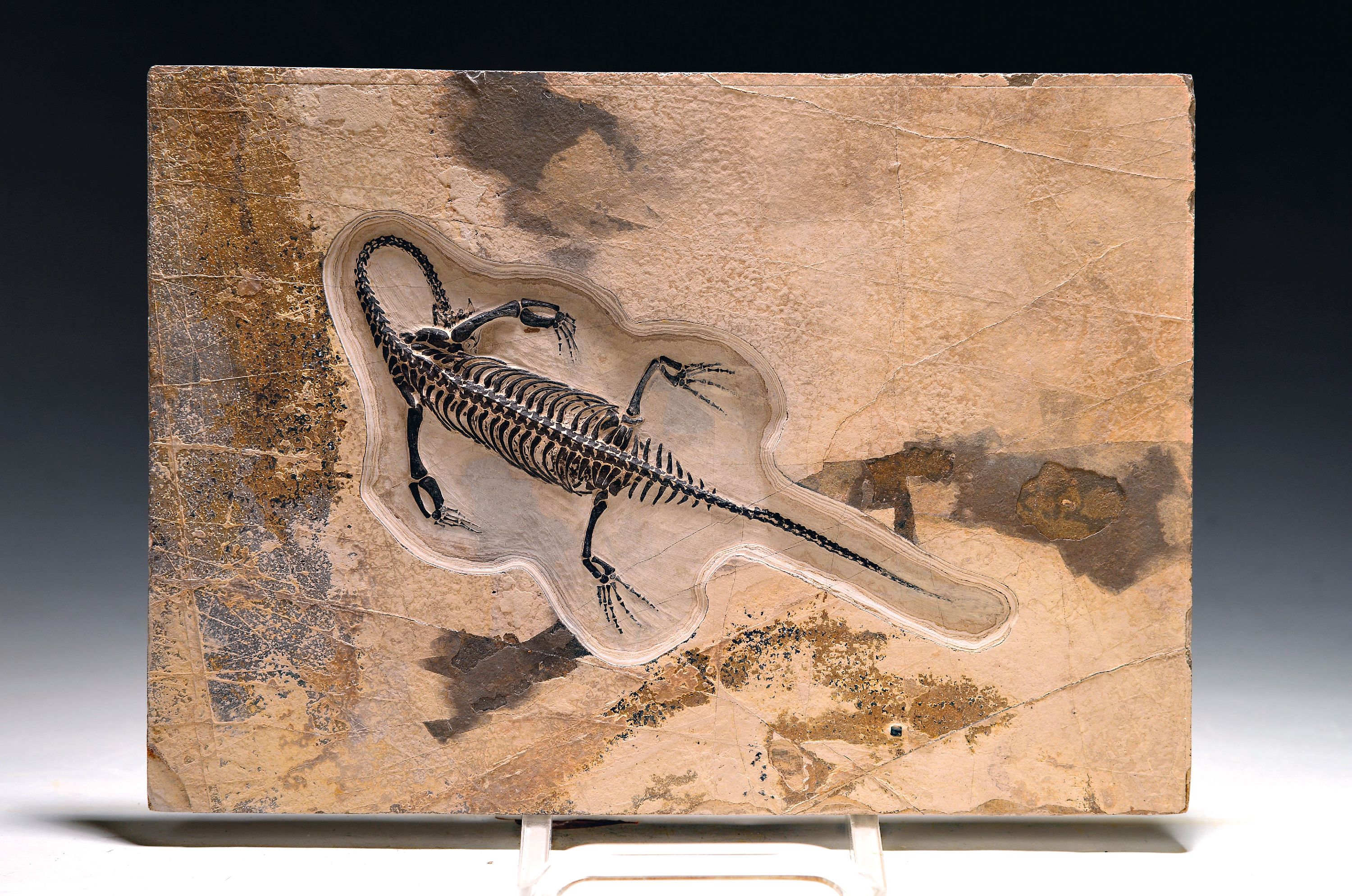 Image 27088796 - Fossiles Skelett eines Keichousaurus, China, Trias, detailreich im Relief präpariert, ...