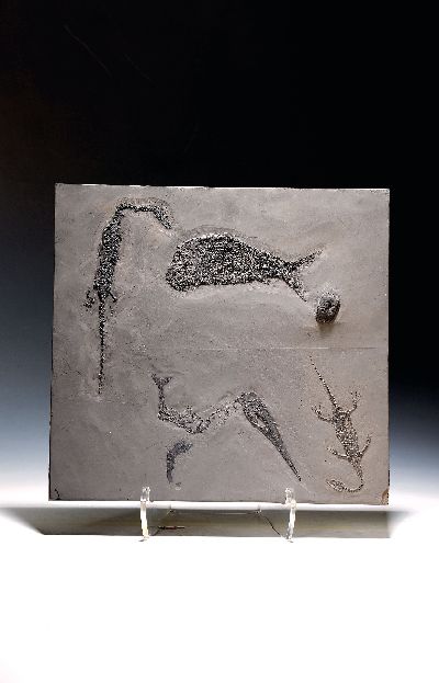 Image Große Fossilien-Platte mit dem seltenen Raubfisch Saurichthys und zwei ...