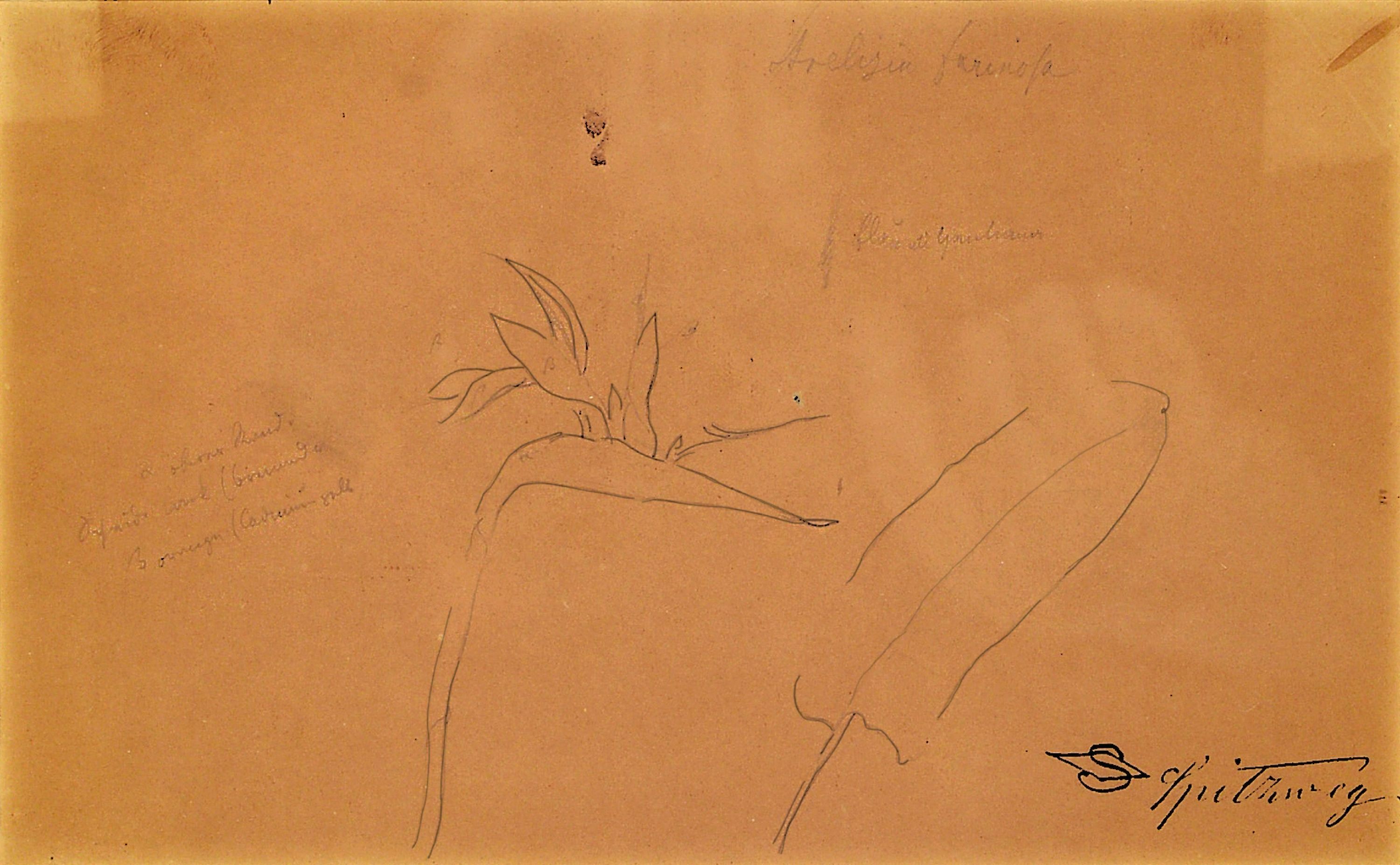 Image 27088908 - Carl Spitzweg, 1808-1885 München, Studie zu einer Strelizie, Bleistift auf Papier, mit ...